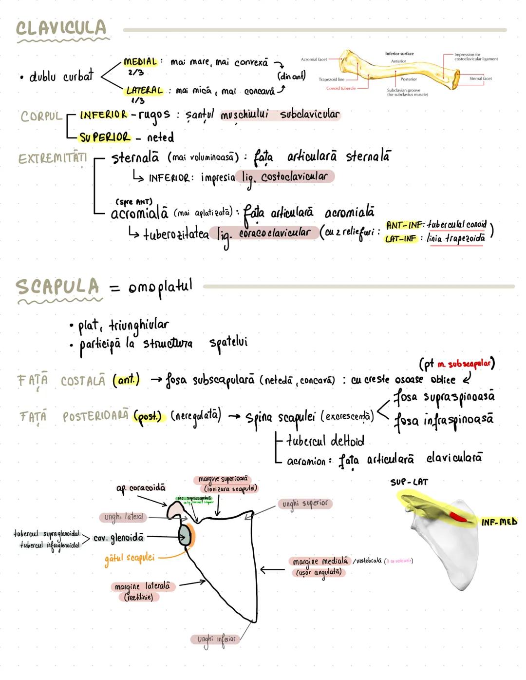 --- OCR Start ---
Membrul superior
pasiv (oasele)
aparat locomotor
activ (muşchii)
apartine de centura sau de ousaa?
Centura scapulara / pec