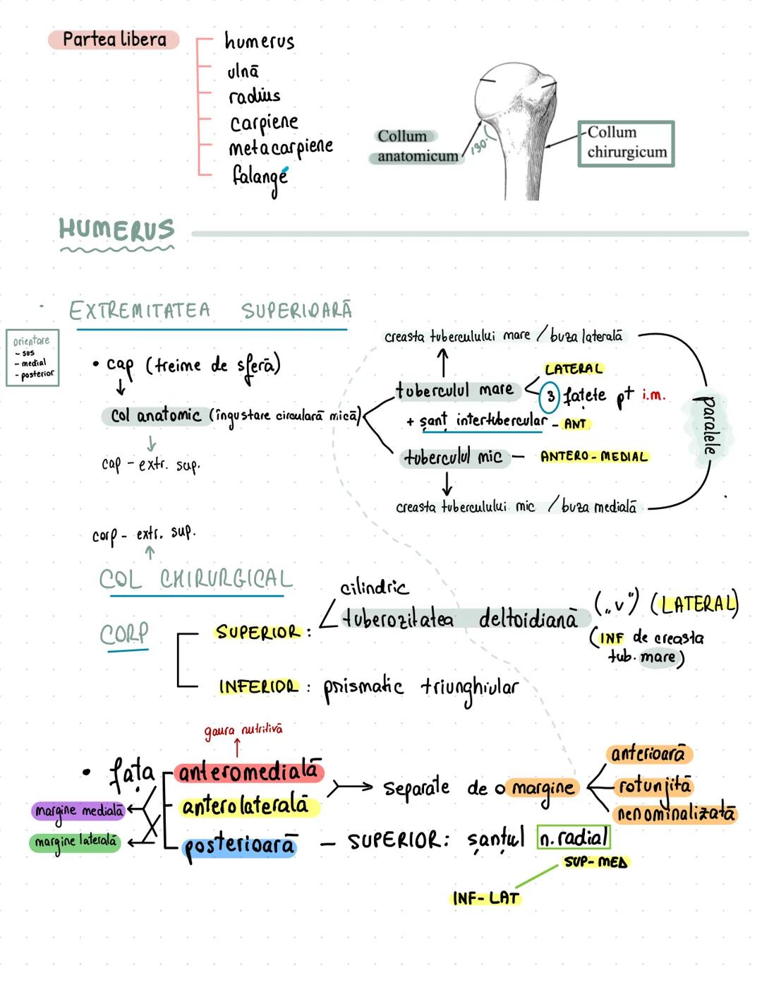 --- OCR Start ---
Membrul superior
pasiv (oasele)
aparat locomotor
activ (muşchii)
apartine de centura sau de ousaa?
Centura scapulara / pec