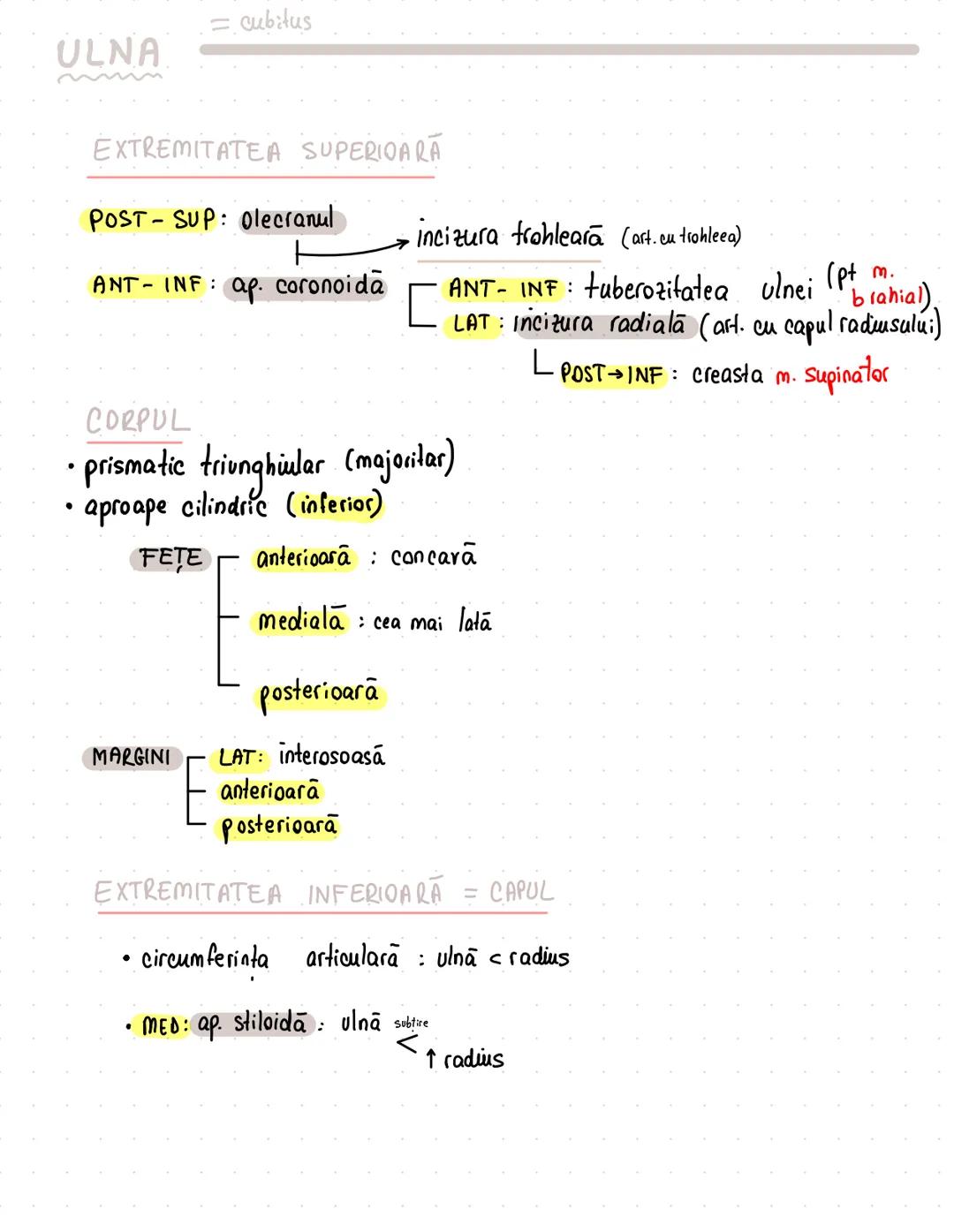 --- OCR Start ---
Membrul superior
pasiv (oasele)
aparat locomotor
activ (muşchii)
apartine de centura sau de ousaa?
Centura scapulara / pec