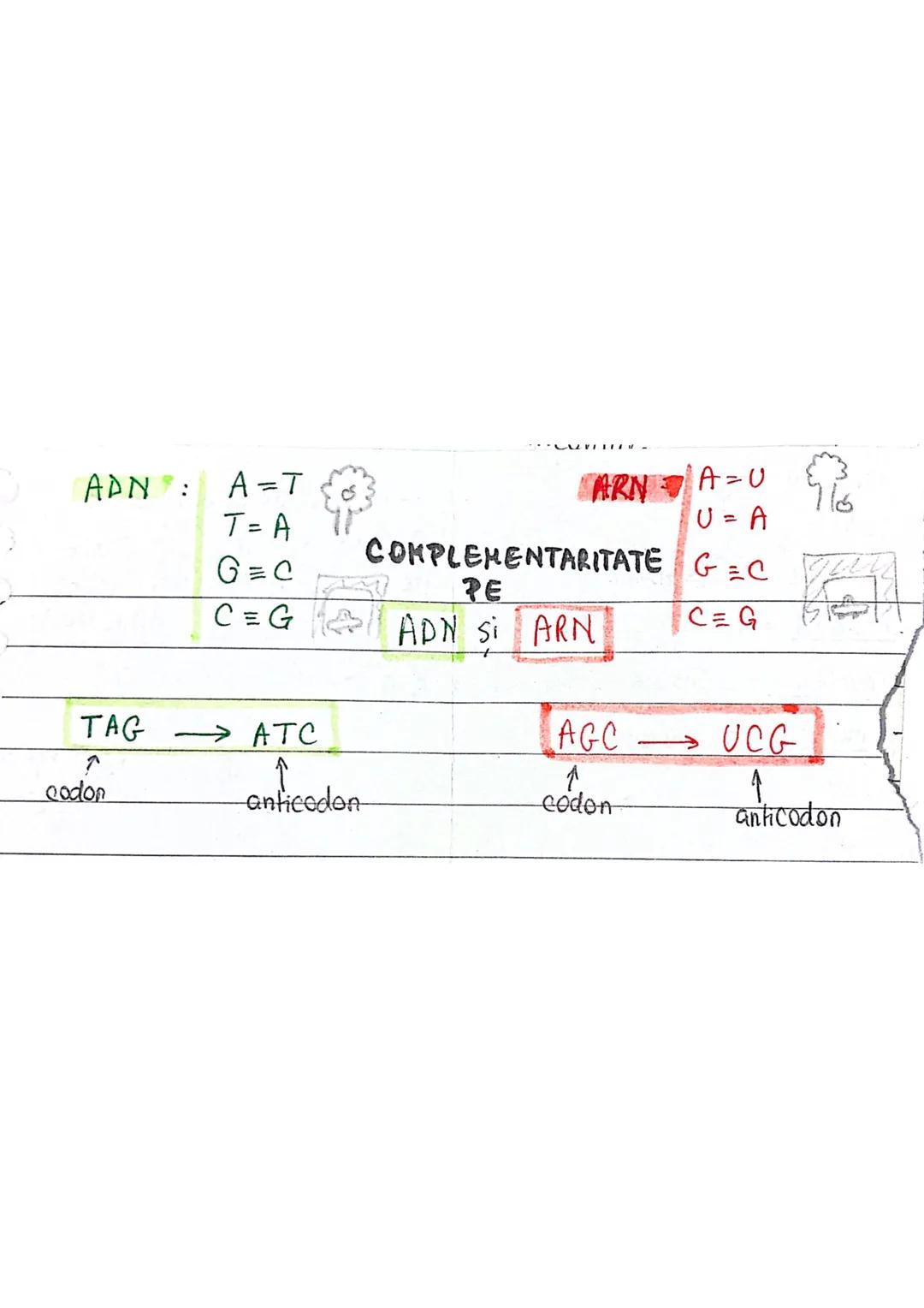 --- OCR Start ---
Z NUMAR ATOMIC = nr. de protoni dintr-un atom
A NUMAR DE MASA (MASA ATOMICA) = suma protonilor si neutronila
Atom de hidro