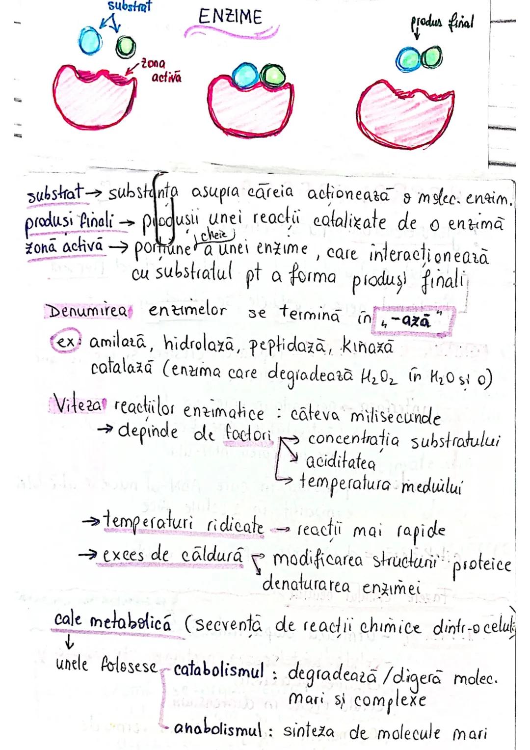 --- OCR Start ---
CELULA
EUCARIOTE
PROCARIOTE
- fără nucleu
- cu nucleu
- nu au organite celulare
- au organile celulare
- nu se divid prin