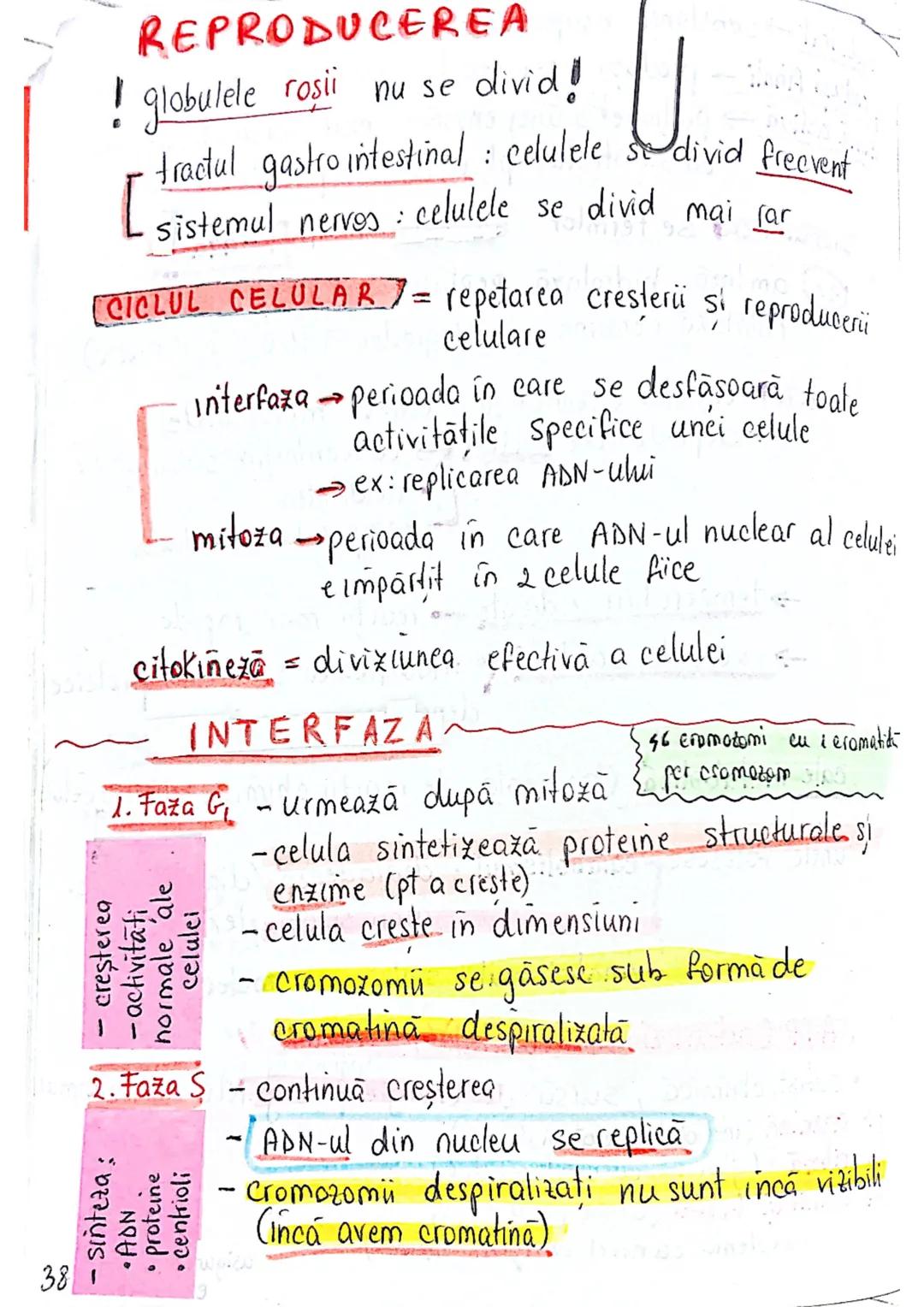 --- OCR Start ---
CELULA
EUCARIOTE
PROCARIOTE
- fără nucleu
- cu nucleu
- nu au organite celulare
- au organile celulare
- nu se divid prin