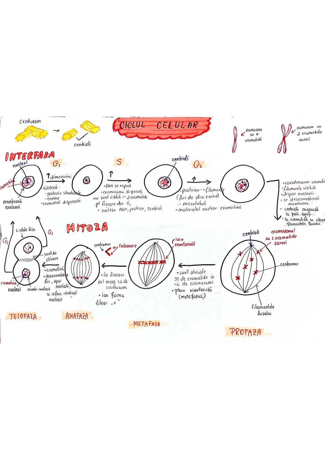 --- OCR Start ---
CELULA
EUCARIOTE
PROCARIOTE
- fără nucleu
- cu nucleu
- nu au organite celulare
- au organile celulare
- nu se divid prin