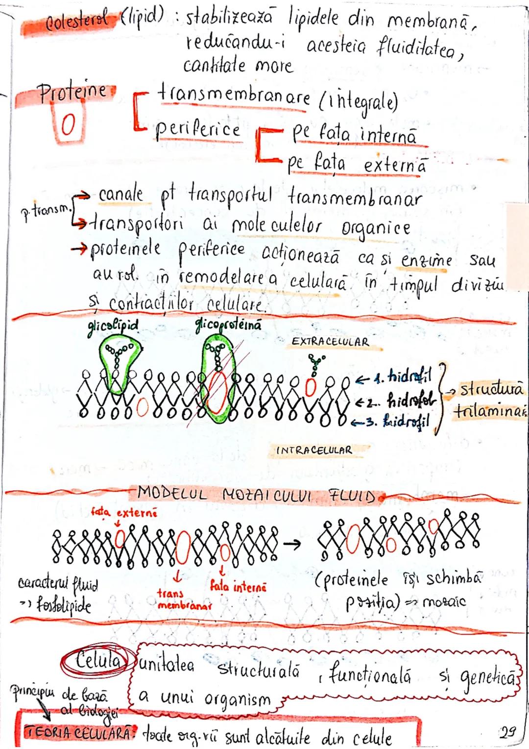 --- OCR Start ---
CELULA
EUCARIOTE
PROCARIOTE
- fără nucleu
- cu nucleu
- nu au organite celulare
- au organile celulare
- nu se divid prin