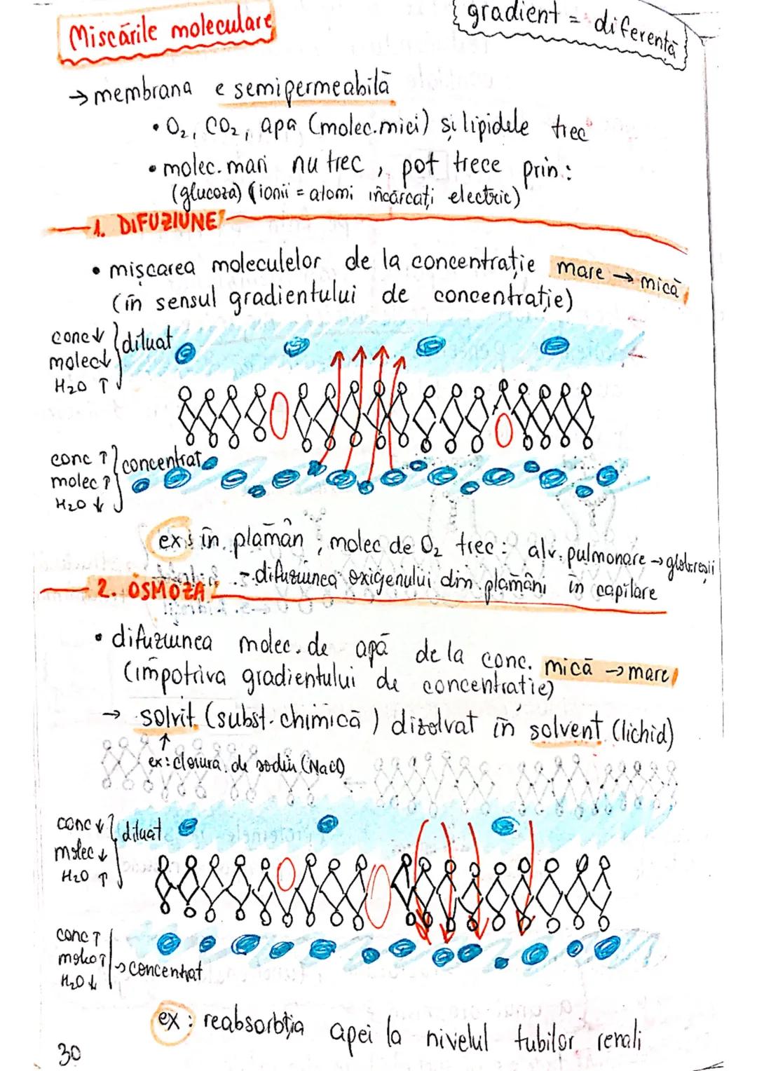 --- OCR Start ---
CELULA
EUCARIOTE
PROCARIOTE
- fără nucleu
- cu nucleu
- nu au organite celulare
- au organile celulare
- nu se divid prin