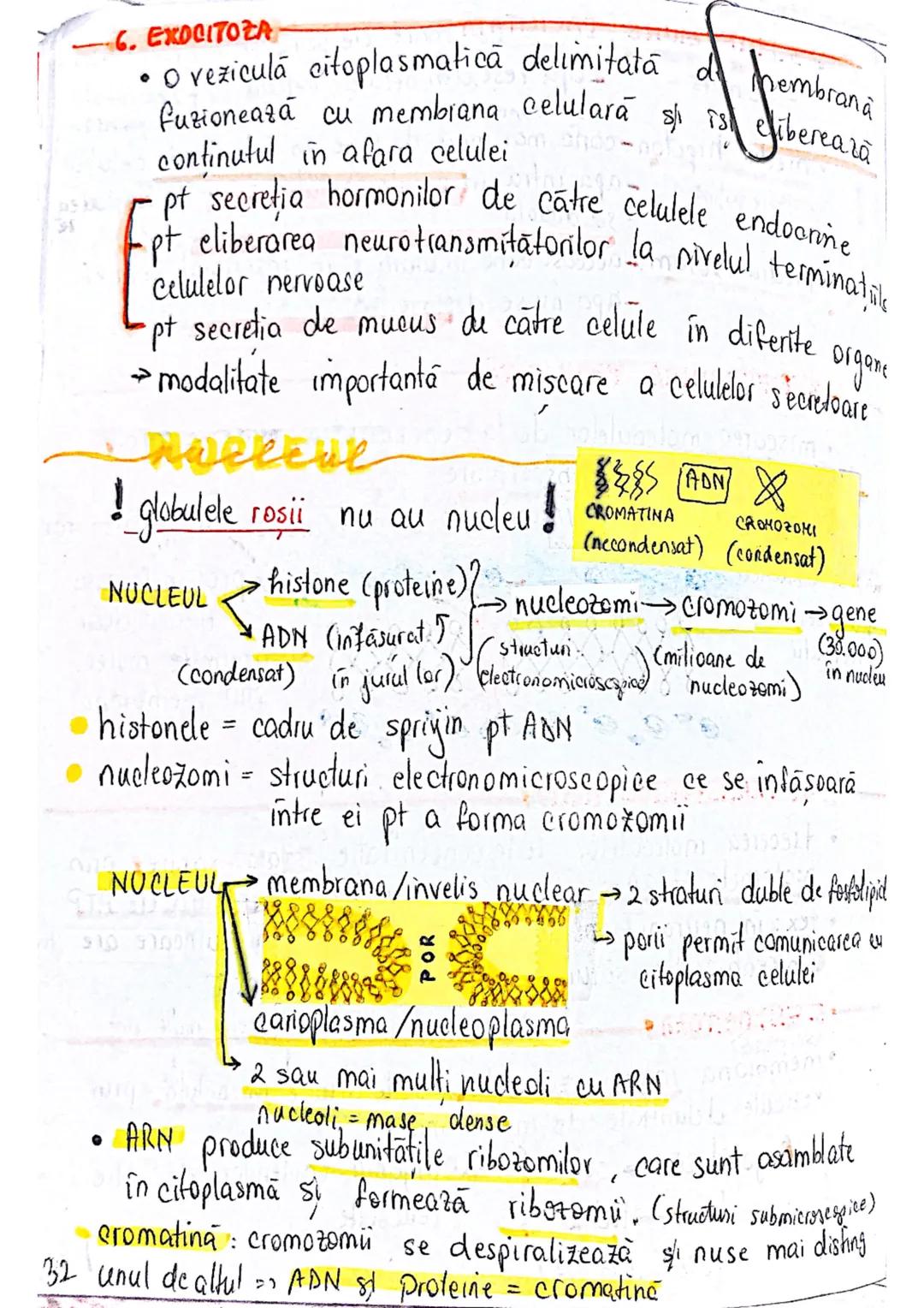 --- OCR Start ---
CELULA
EUCARIOTE
PROCARIOTE
- fără nucleu
- cu nucleu
- nu au organite celulare
- au organile celulare
- nu se divid prin