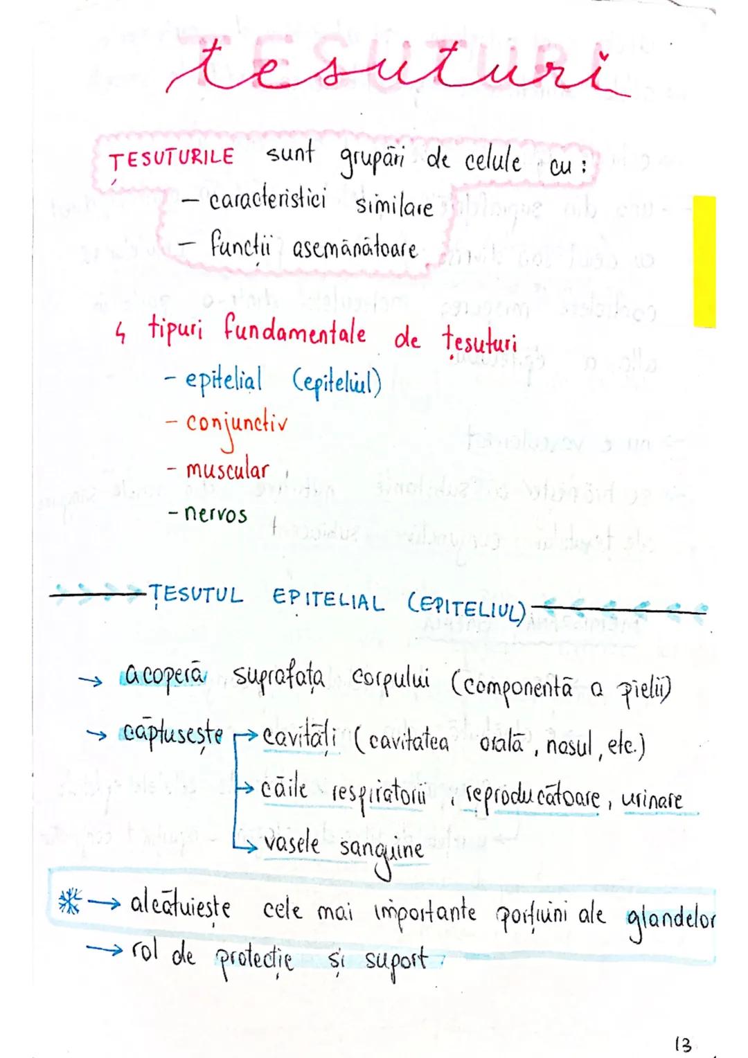 --- OCR Start ---
tesuturi
TESUTURILE sunt grupāri de celule cu:
caracteristici similare
Functii asemănătoare
4 tipuri fundamentale de tesut