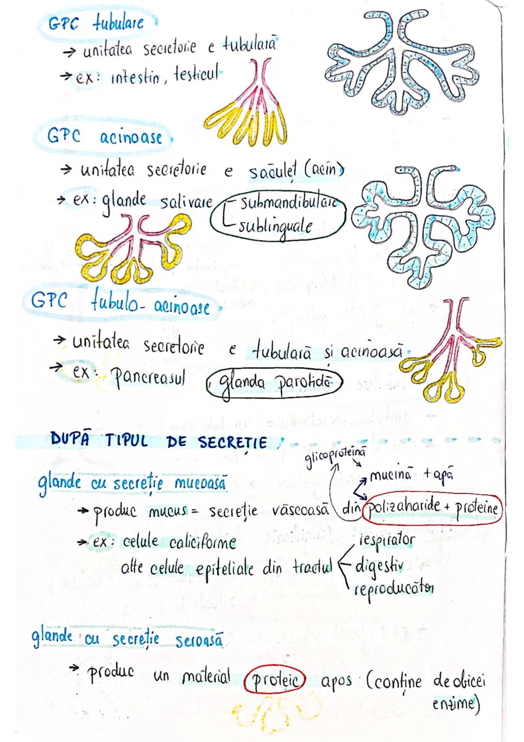 --- OCR Start ---
tesuturi
TESUTURILE sunt grupāri de celule cu:
caracteristici similare
Functii asemănătoare
4 tipuri fundamentale de tesut