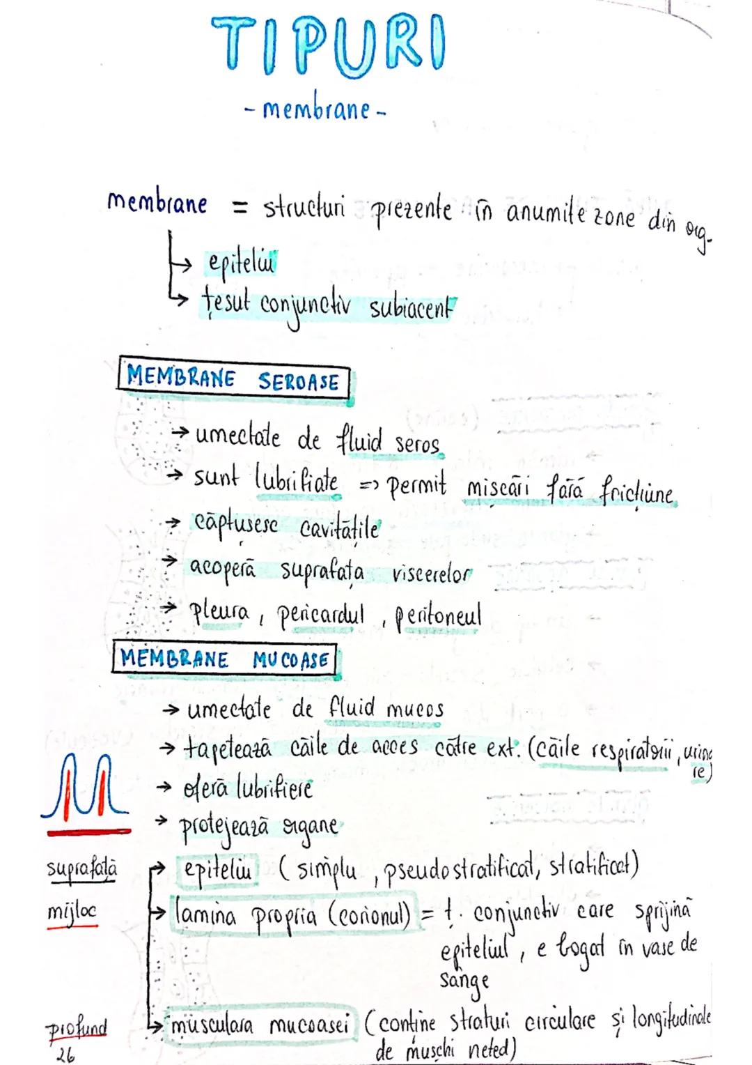 --- OCR Start ---
tesuturi
TESUTURILE sunt grupāri de celule cu:
caracteristici similare
Functii asemănătoare
4 tipuri fundamentale de tesut