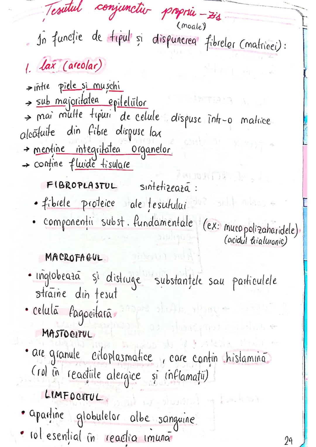--- OCR Start ---
tesuturi
TESUTURILE sunt grupāri de celule cu:
caracteristici similare
Functii asemănătoare
4 tipuri fundamentale de tesut