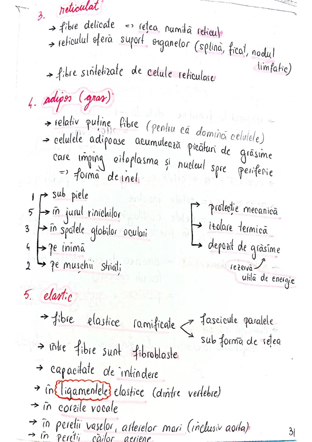 --- OCR Start ---
tesuturi
TESUTURILE sunt grupāri de celule cu:
caracteristici similare
Functii asemănătoare
4 tipuri fundamentale de tesut
