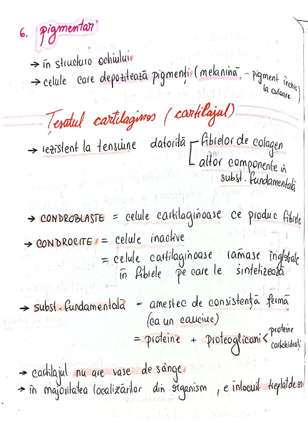 --- OCR Start ---
tesuturi
TESUTURILE sunt grupāri de celule cu:
caracteristici similare
Functii asemănătoare
4 tipuri fundamentale de tesut