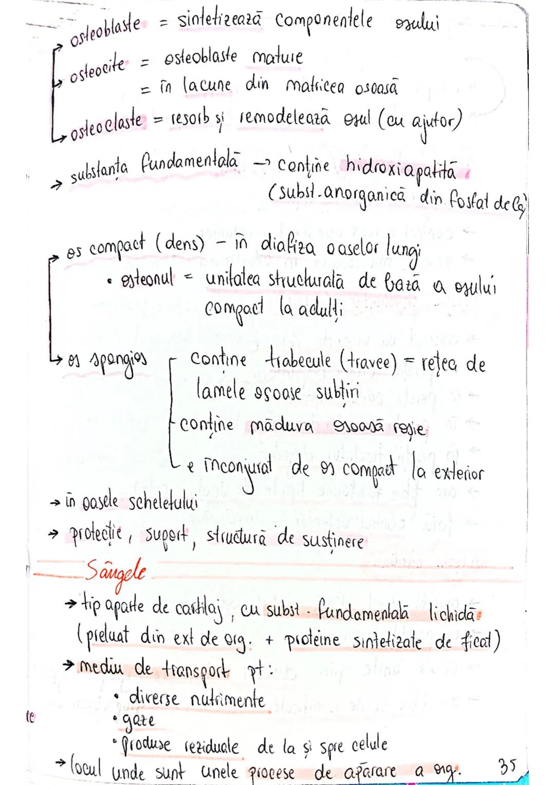 --- OCR Start ---
tesuturi
TESUTURILE sunt grupāri de celule cu:
caracteristici similare
Functii asemănătoare
4 tipuri fundamentale de tesut