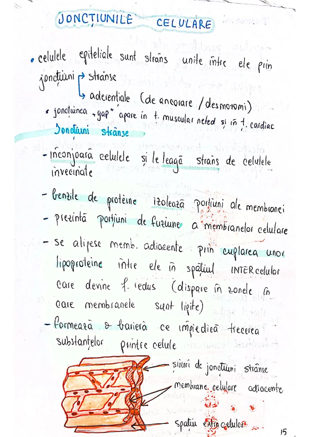 --- OCR Start ---
tesuturi
TESUTURILE sunt grupāri de celule cu:
caracteristici similare
Functii asemănătoare
4 tipuri fundamentale de tesut