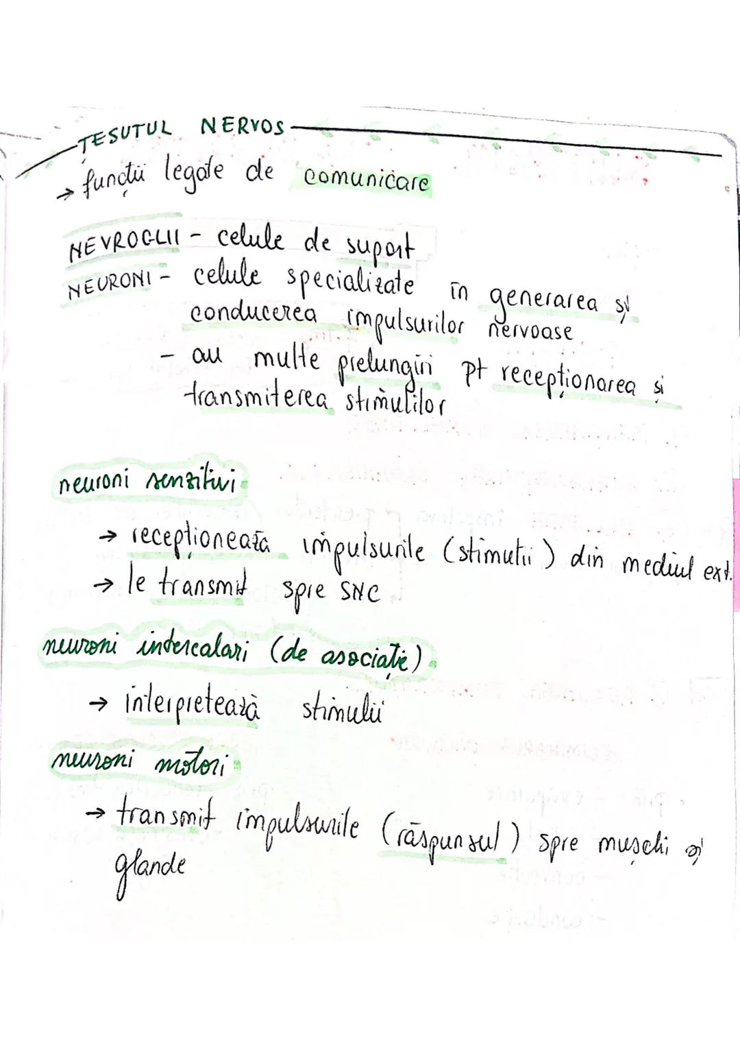 --- OCR Start ---
tesuturi
TESUTURILE sunt grupāri de celule cu:
caracteristici similare
Functii asemănătoare
4 tipuri fundamentale de tesut
