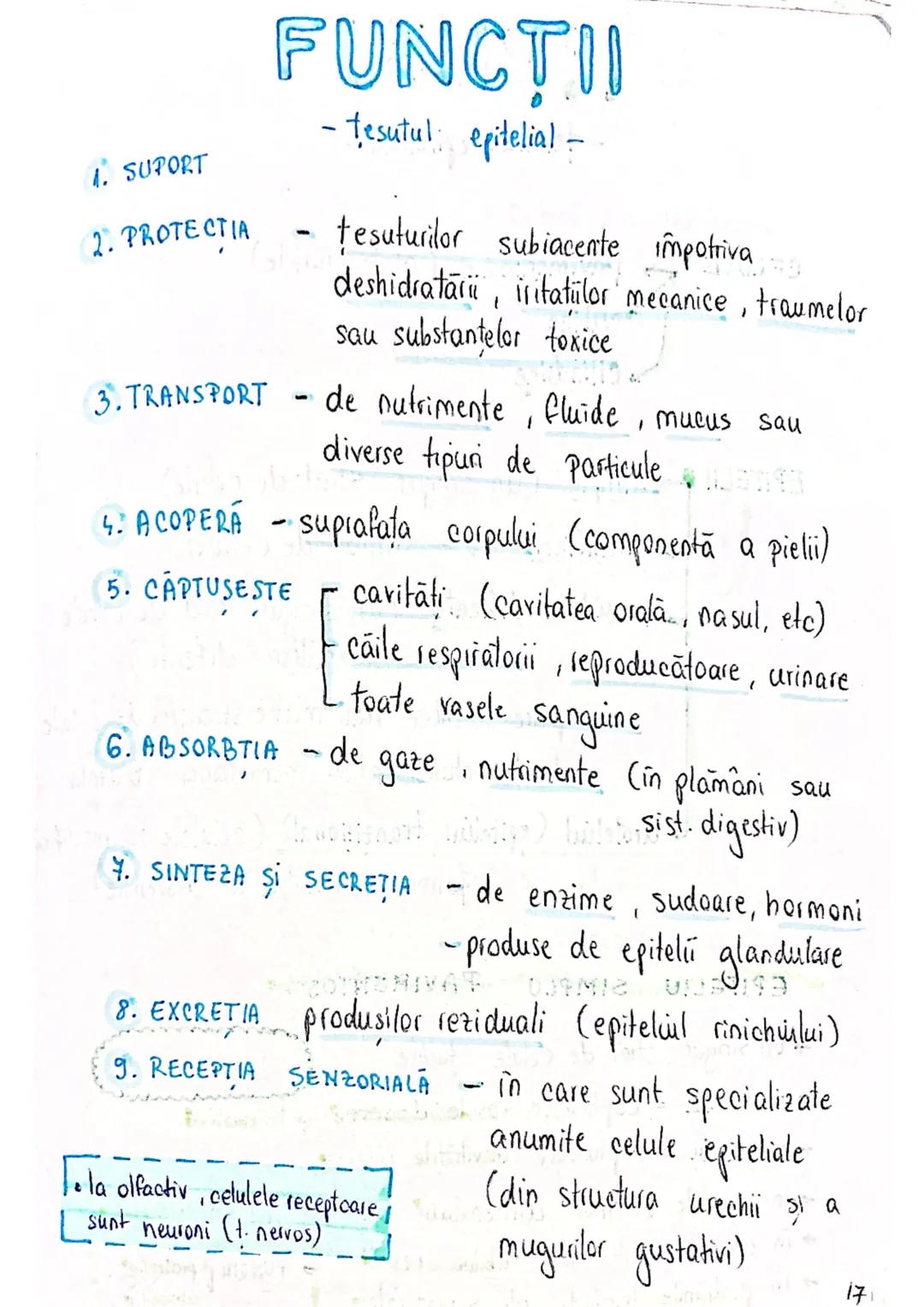 --- OCR Start ---
tesuturi
TESUTURILE sunt grupāri de celule cu:
caracteristici similare
Functii asemănătoare
4 tipuri fundamentale de tesut