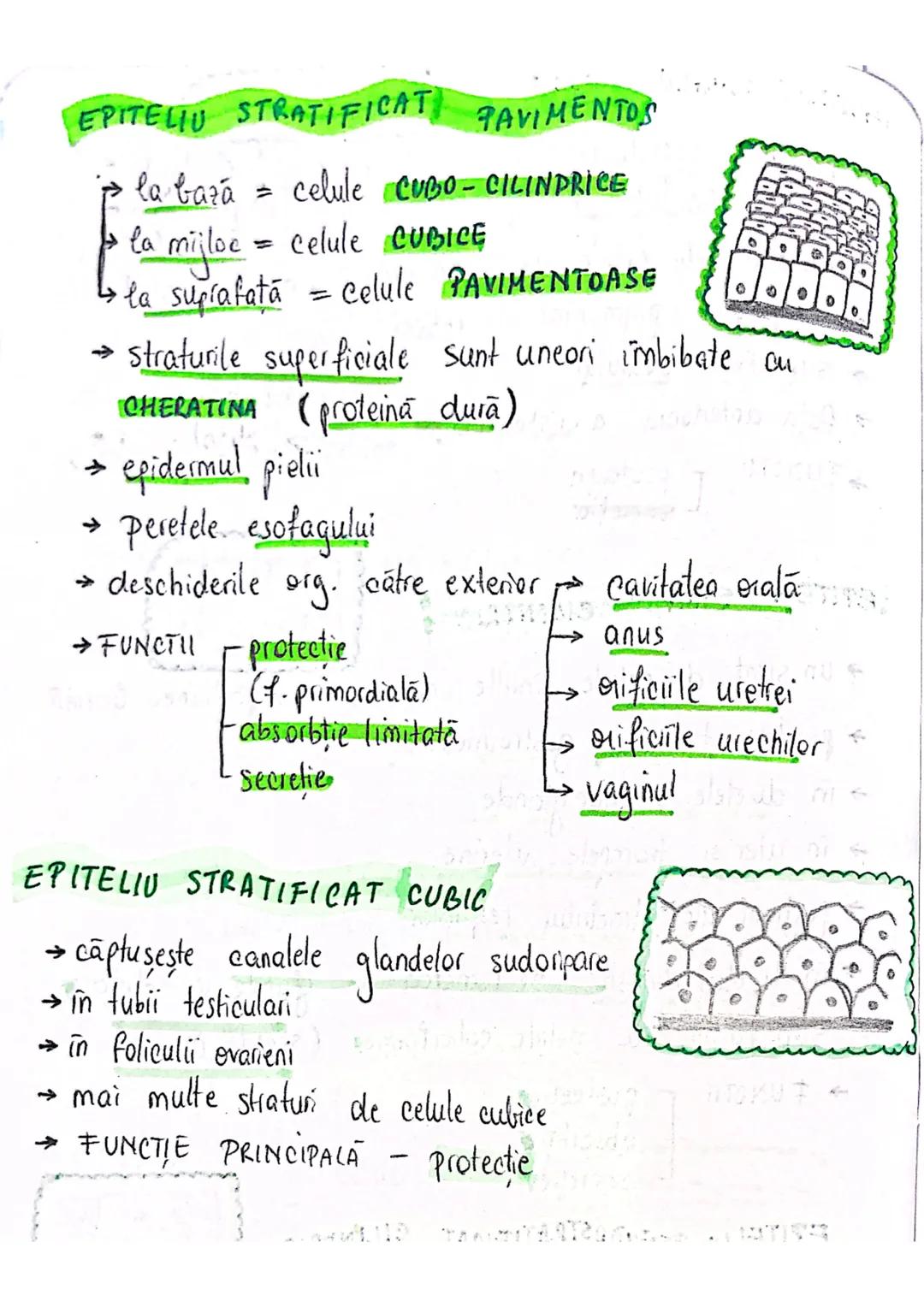--- OCR Start ---
tesuturi
TESUTURILE sunt grupāri de celule cu:
caracteristici similare
Functii asemănătoare
4 tipuri fundamentale de tesut