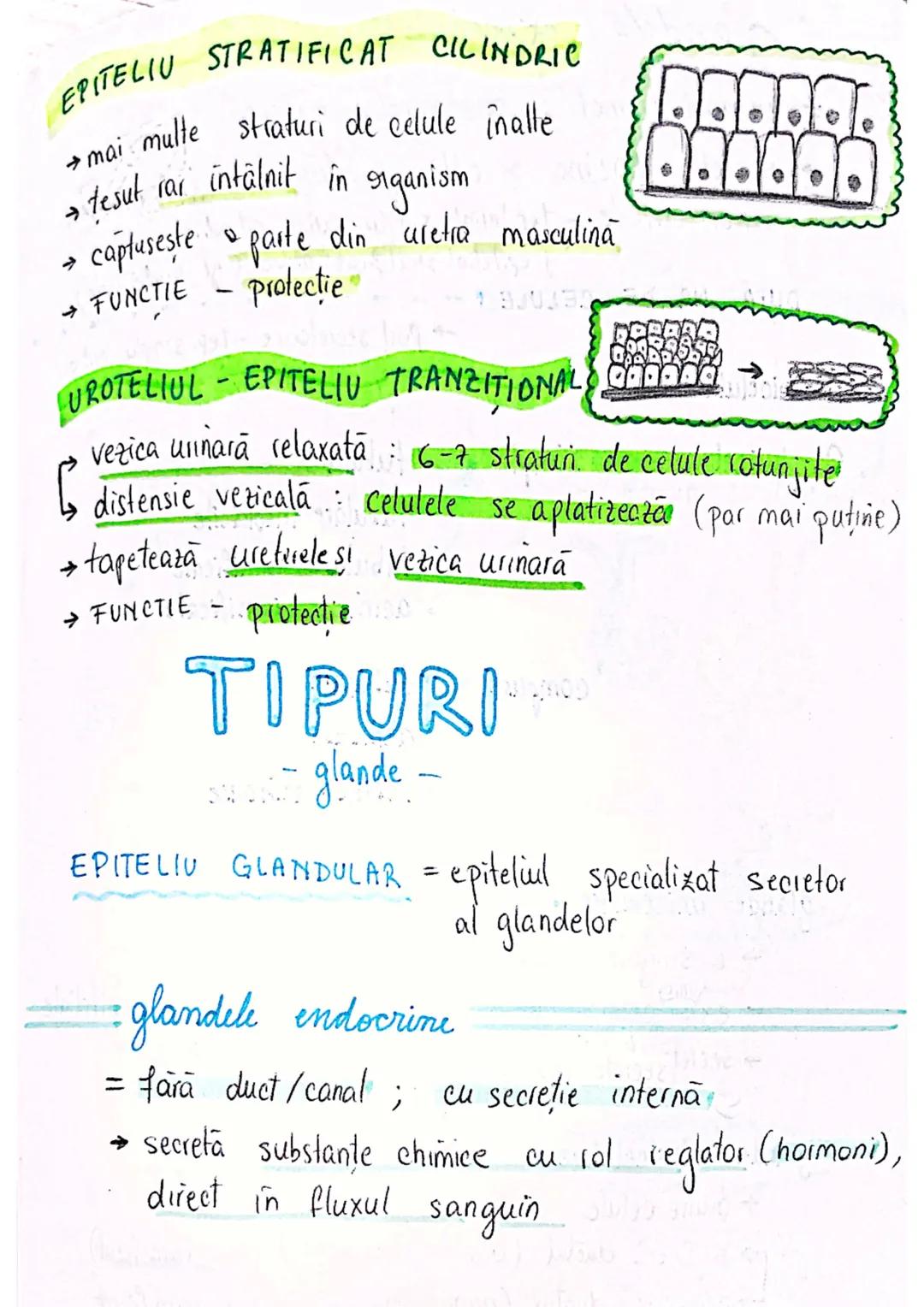 --- OCR Start ---
tesuturi
TESUTURILE sunt grupāri de celule cu:
caracteristici similare
Functii asemănătoare
4 tipuri fundamentale de tesut