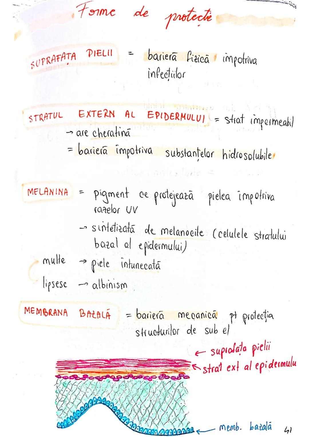 --- OCR Start ---
SISTEMUL TEGUMENTAR
- piele
Anexe
FUNCTII
1. MENTINEREA HOMEOSTAZIEI
f.imp = functiile cele mai impoiland
din tabelul 5.1