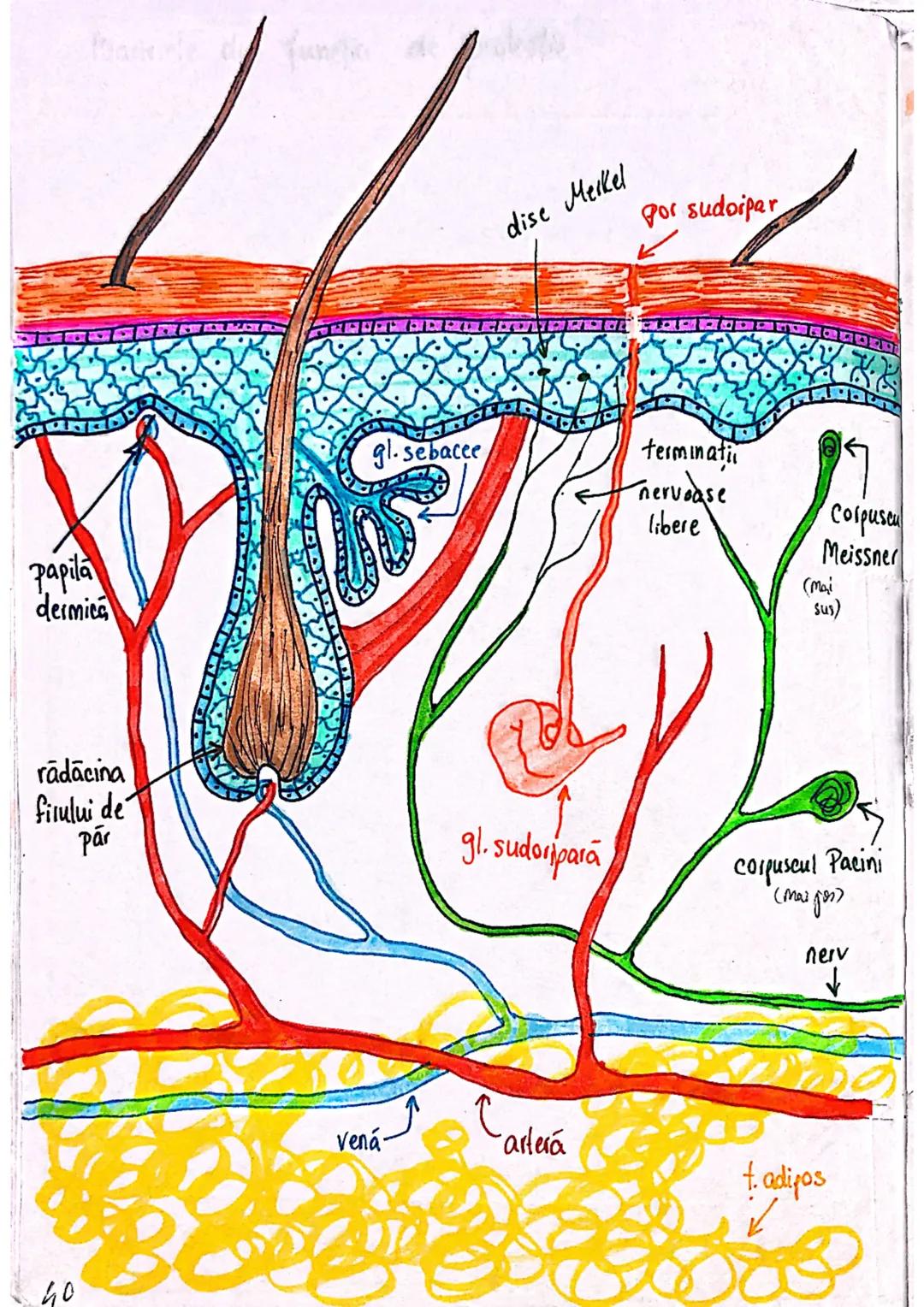 --- OCR Start ---
SISTEMUL TEGUMENTAR
- piele
Anexe
FUNCTII
1. MENTINEREA HOMEOSTAZIEI
f.imp = functiile cele mai impoiland
din tabelul 5.1