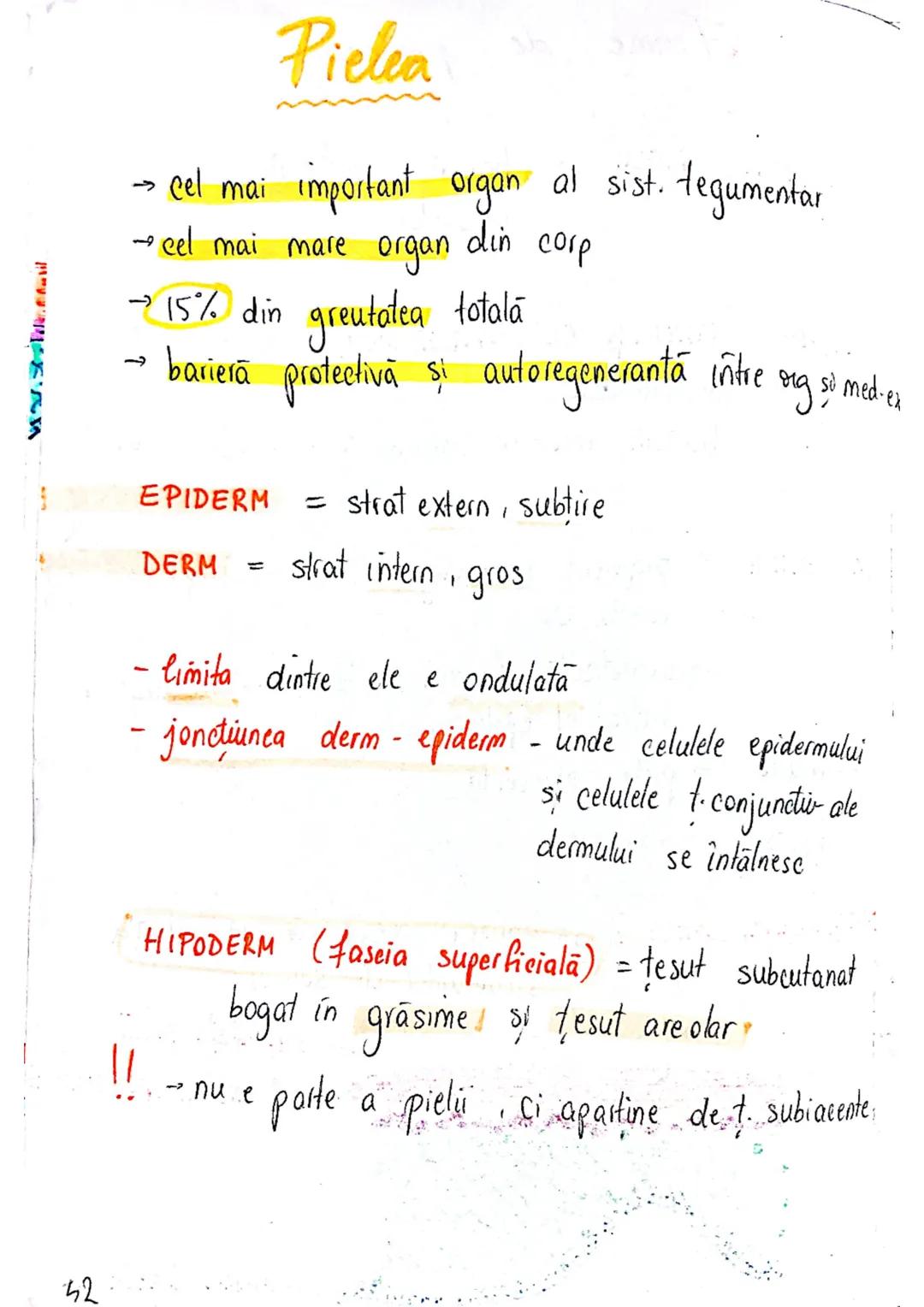 --- OCR Start ---
SISTEMUL TEGUMENTAR
- piele
Anexe
FUNCTII
1. MENTINEREA HOMEOSTAZIEI
f.imp = functiile cele mai impoiland
din tabelul 5.1