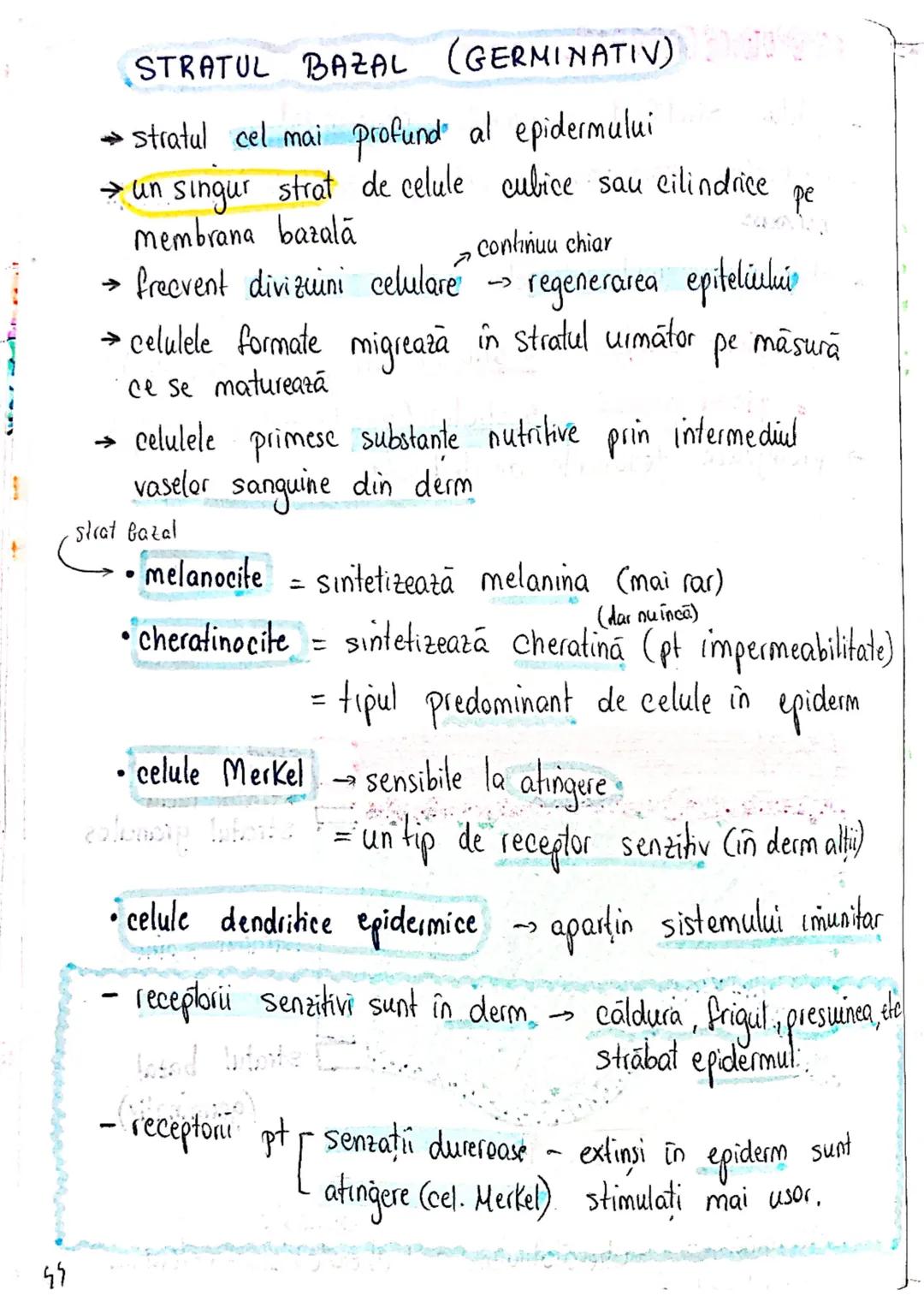 --- OCR Start ---
SISTEMUL TEGUMENTAR
- piele
Anexe
FUNCTII
1. MENTINEREA HOMEOSTAZIEI
f.imp = functiile cele mai impoiland
din tabelul 5.1