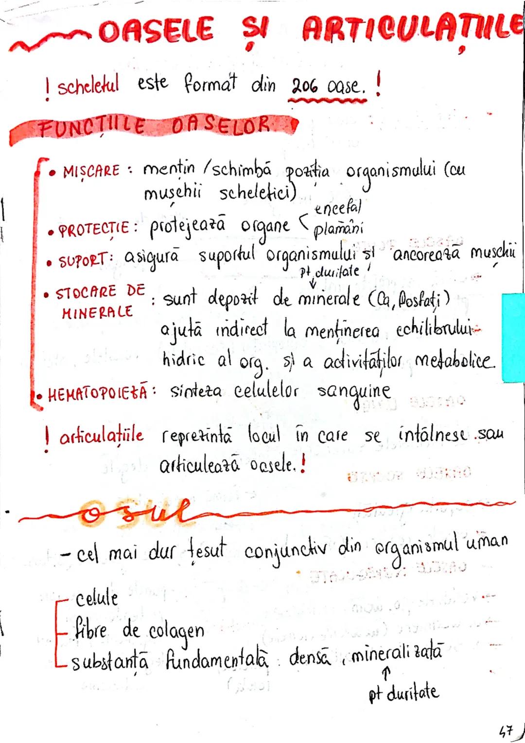 # OASELE ȘI ARTICULATIILE
! scheletul este format din 206 case.!
FUNCTIILE OASELOR
.
• MIŞCARE: mentin/schimbă pozitia organismului (cu