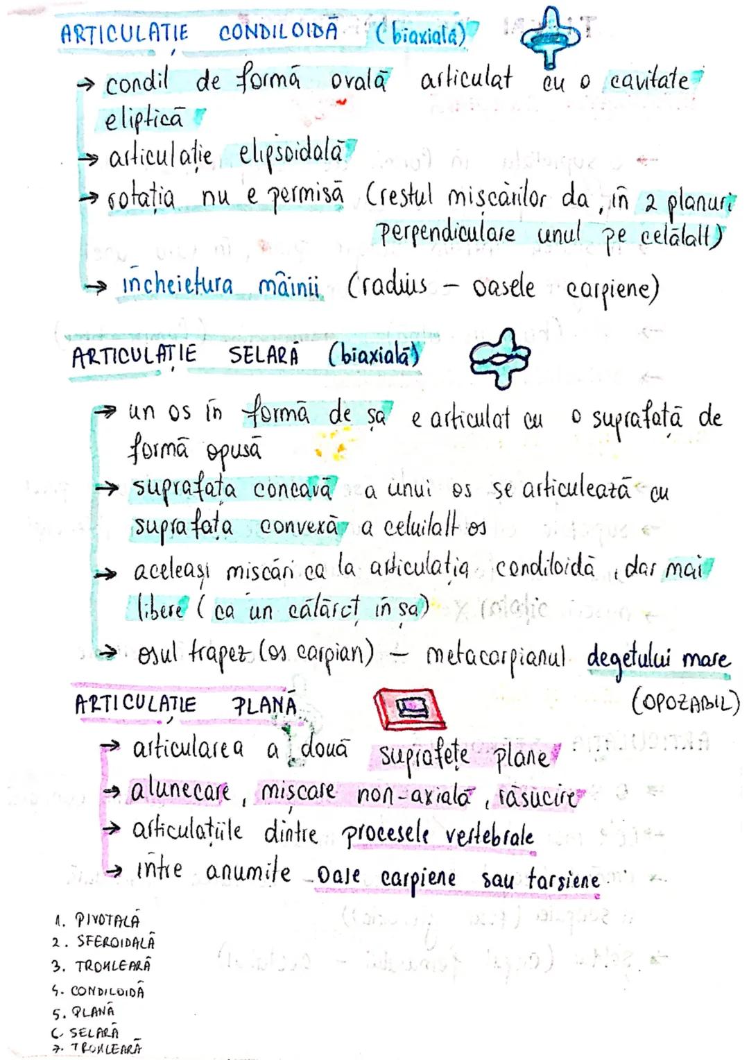 # OASELE ȘI ARTICULATIILE
! scheletul este format din 206 case.!
FUNCTIILE OASELOR
.
• MIŞCARE: mentin/schimbă pozitia organismului (cu