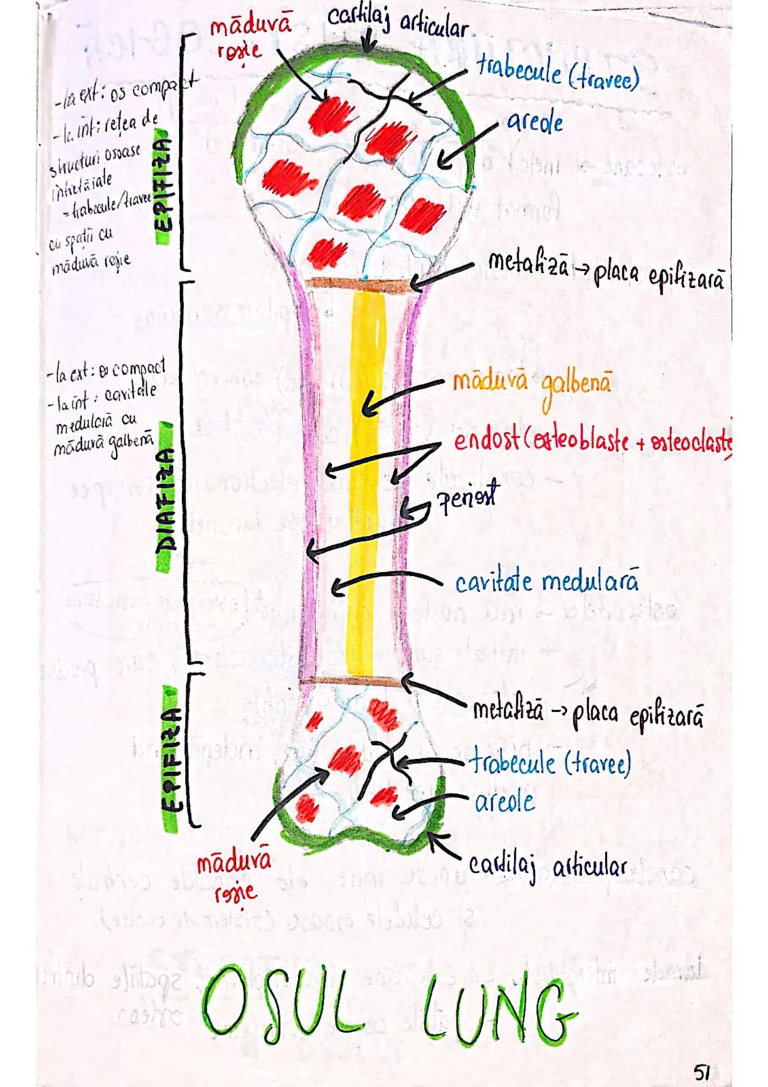 # OASELE ȘI ARTICULATIILE
! scheletul este format din 206 case.!
FUNCTIILE OASELOR
.
• MIŞCARE: mentin/schimbă pozitia organismului (cu