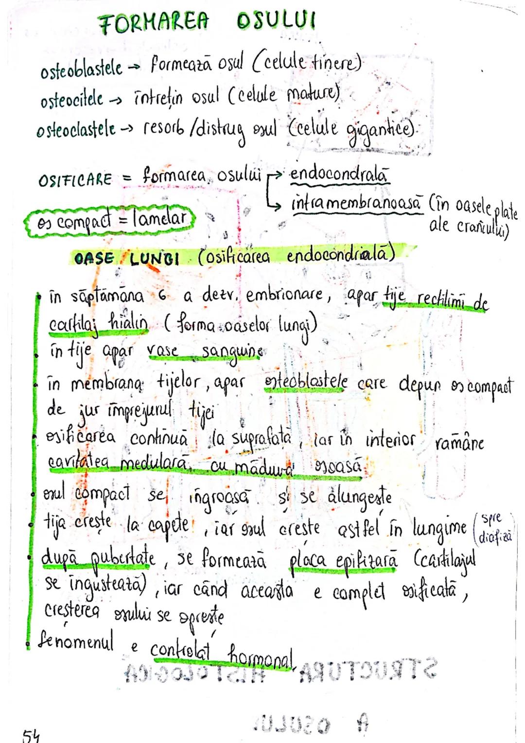 # OASELE ȘI ARTICULATIILE
! scheletul este format din 206 case.!
FUNCTIILE OASELOR
.
• MIŞCARE: mentin/schimbă pozitia organismului (cu