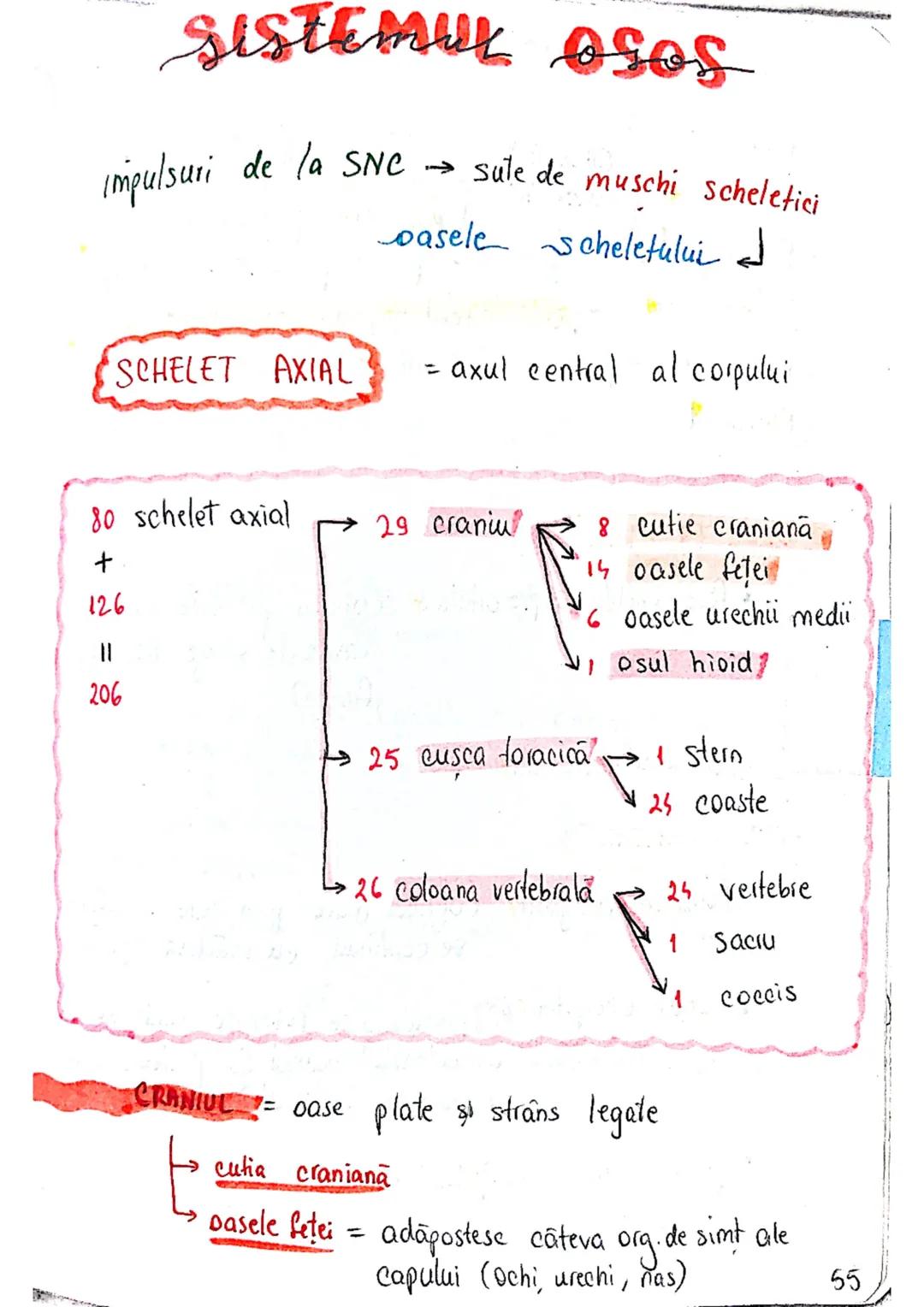 --- OCR Start ---
SISTEMUL OSOS
impulsuri de la SNC → sule de muschi scheletici
oasele scheletului
SCHELET AXIAL
= axul central al corpului