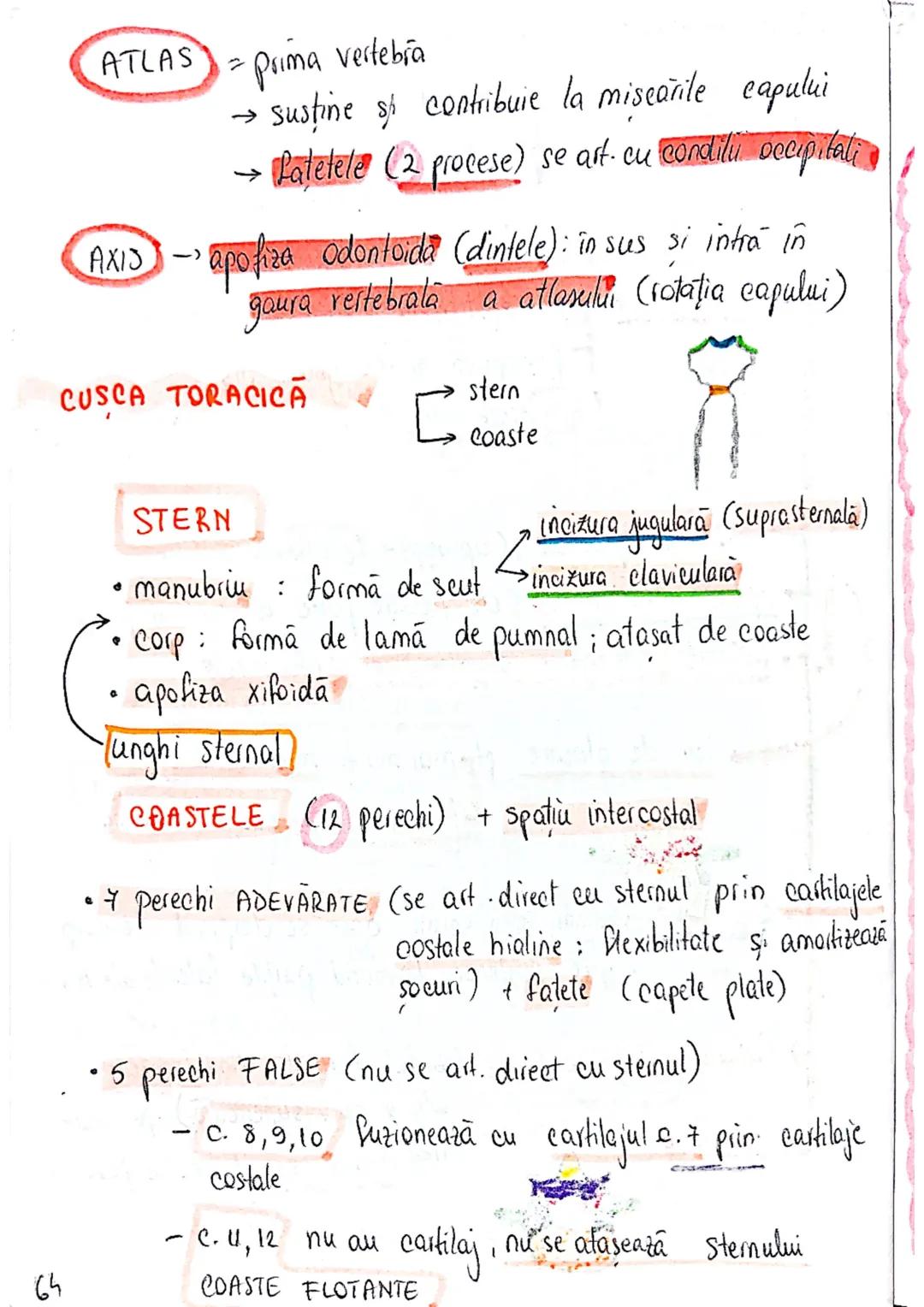 --- OCR Start ---
SISTEMUL OSOS
impulsuri de la SNC → sule de muschi scheletici
oasele scheletului
SCHELET AXIAL
= axul central al corpului