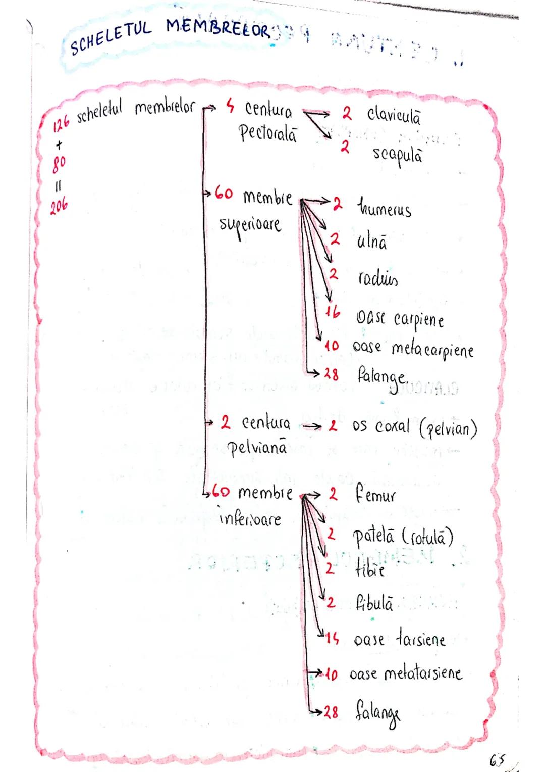 --- OCR Start ---
SISTEMUL OSOS
impulsuri de la SNC → sule de muschi scheletici
oasele scheletului
SCHELET AXIAL
= axul central al corpului