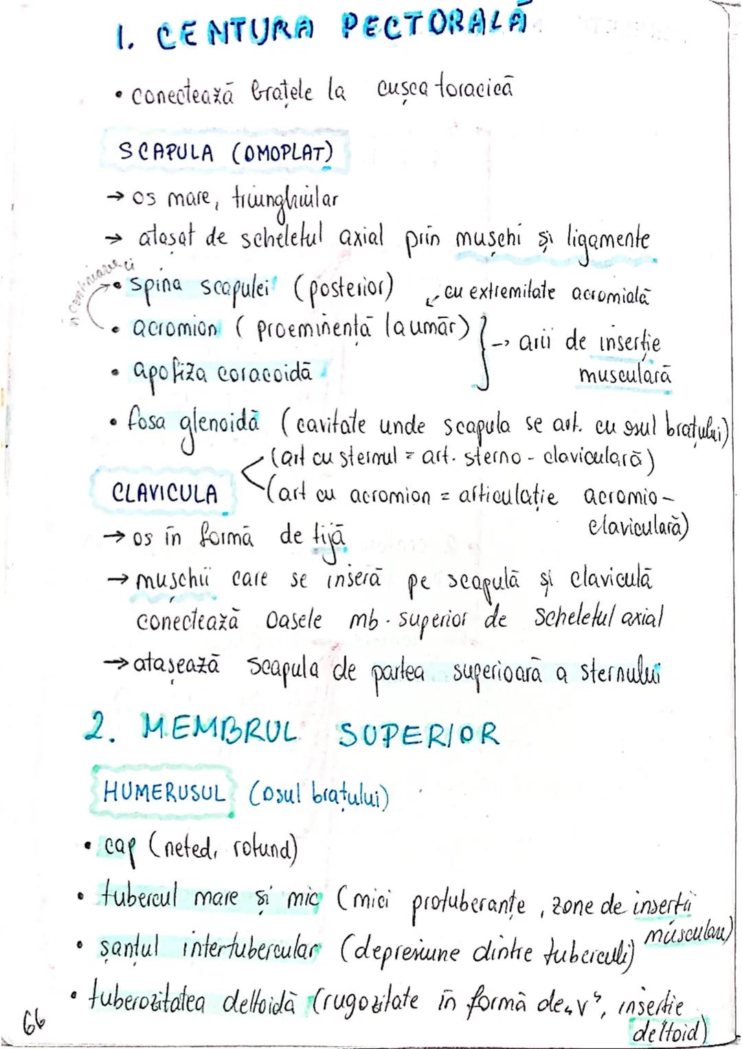 --- OCR Start ---
SISTEMUL OSOS
impulsuri de la SNC → sule de muschi scheletici
oasele scheletului
SCHELET AXIAL
= axul central al corpului