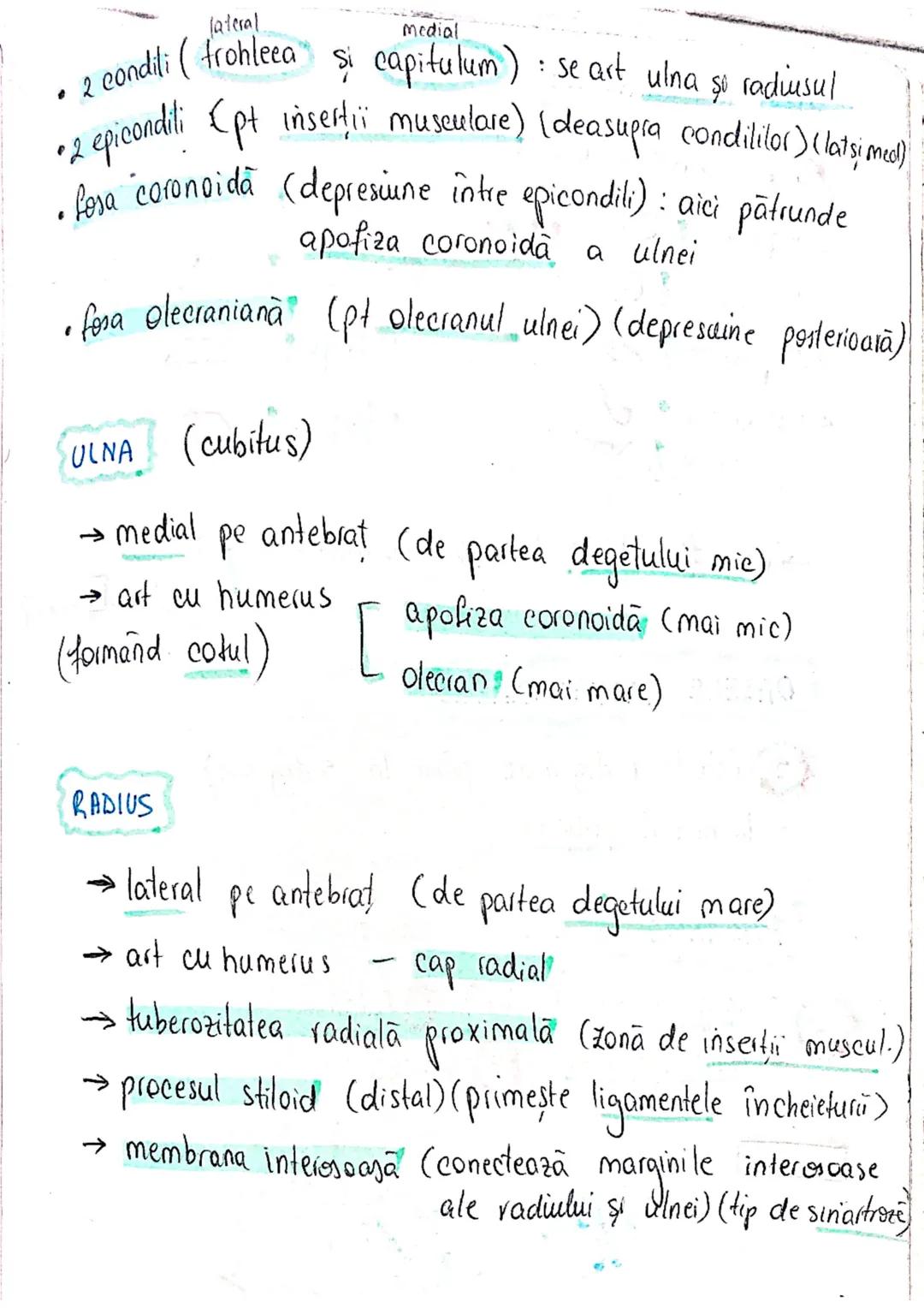 --- OCR Start ---
SISTEMUL OSOS
impulsuri de la SNC → sule de muschi scheletici
oasele scheletului
SCHELET AXIAL
= axul central al corpului