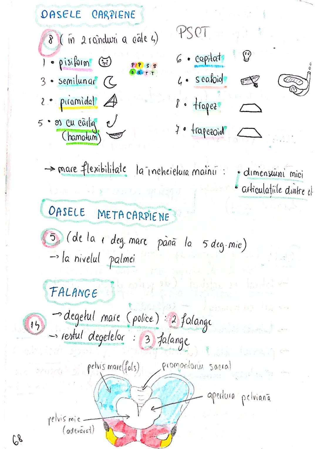 --- OCR Start ---
SISTEMUL OSOS
impulsuri de la SNC → sule de muschi scheletici
oasele scheletului
SCHELET AXIAL
= axul central al corpului