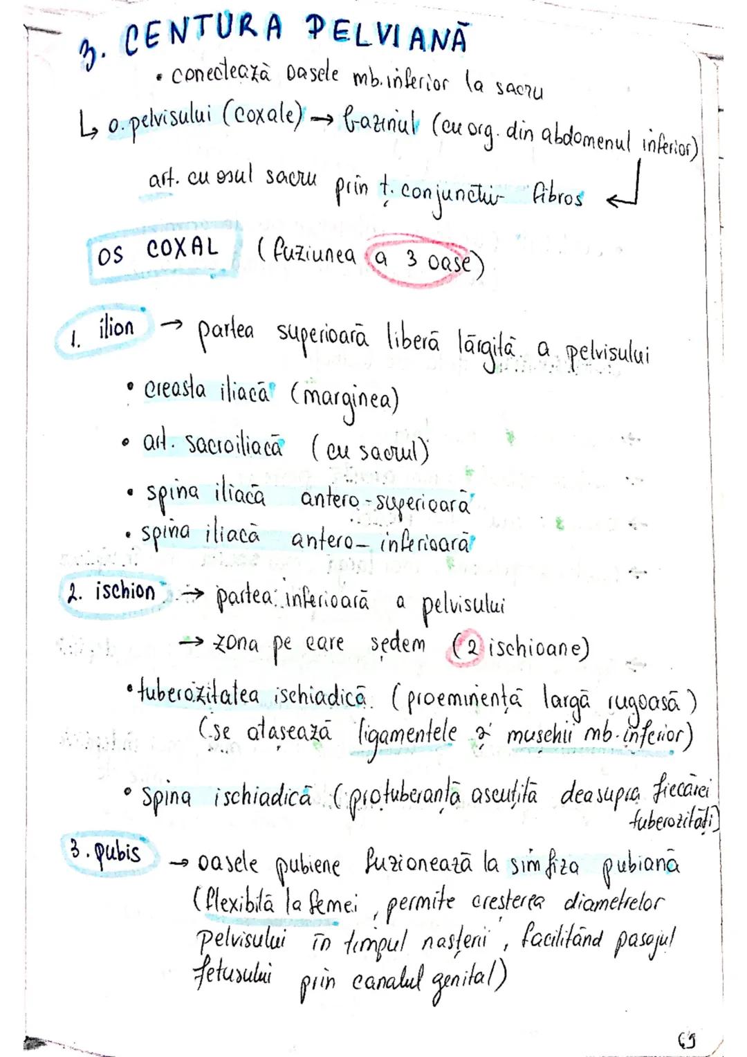 --- OCR Start ---
SISTEMUL OSOS
impulsuri de la SNC → sule de muschi scheletici
oasele scheletului
SCHELET AXIAL
= axul central al corpului