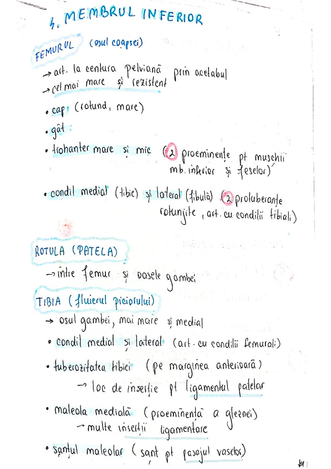 --- OCR Start ---
SISTEMUL OSOS
impulsuri de la SNC → sule de muschi scheletici
oasele scheletului
SCHELET AXIAL
= axul central al corpului