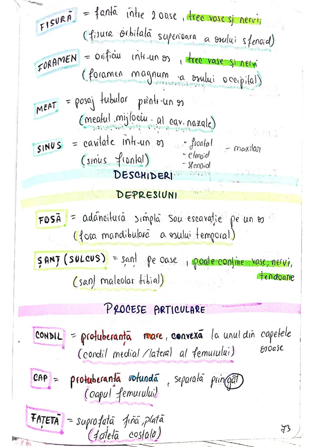 --- OCR Start ---
SISTEMUL OSOS
impulsuri de la SNC → sule de muschi scheletici
oasele scheletului
SCHELET AXIAL
= axul central al corpului