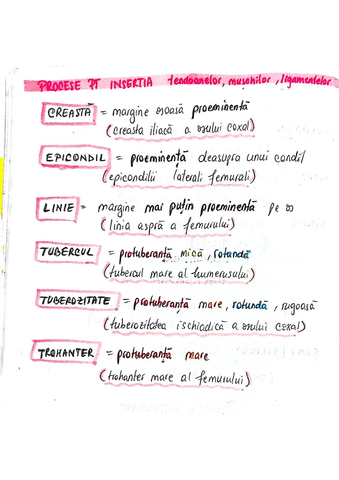 --- OCR Start ---
SISTEMUL OSOS
impulsuri de la SNC → sule de muschi scheletici
oasele scheletului
SCHELET AXIAL
= axul central al corpului