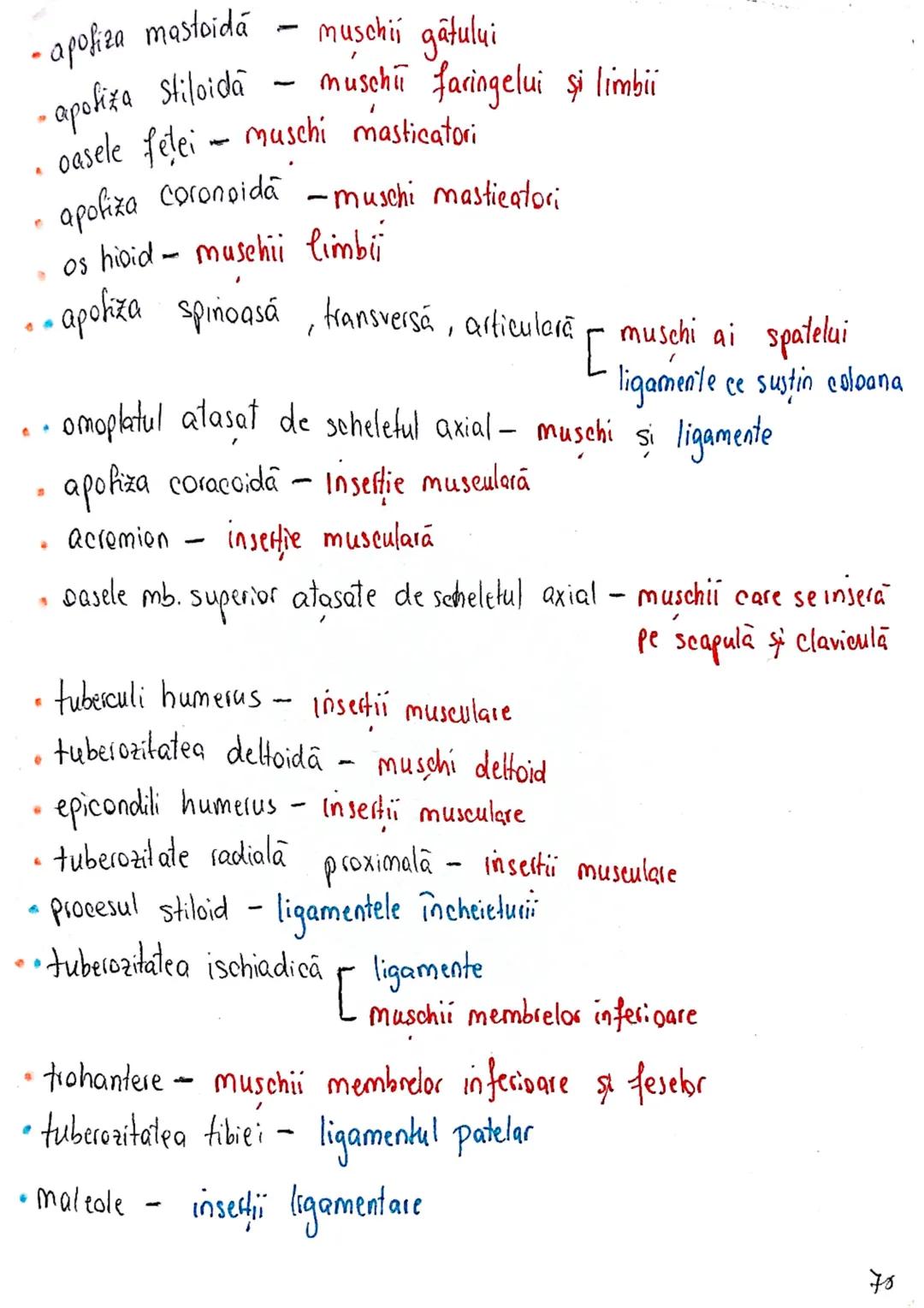 --- OCR Start ---
SISTEMUL OSOS
impulsuri de la SNC → sule de muschi scheletici
oasele scheletului
SCHELET AXIAL
= axul central al corpului
