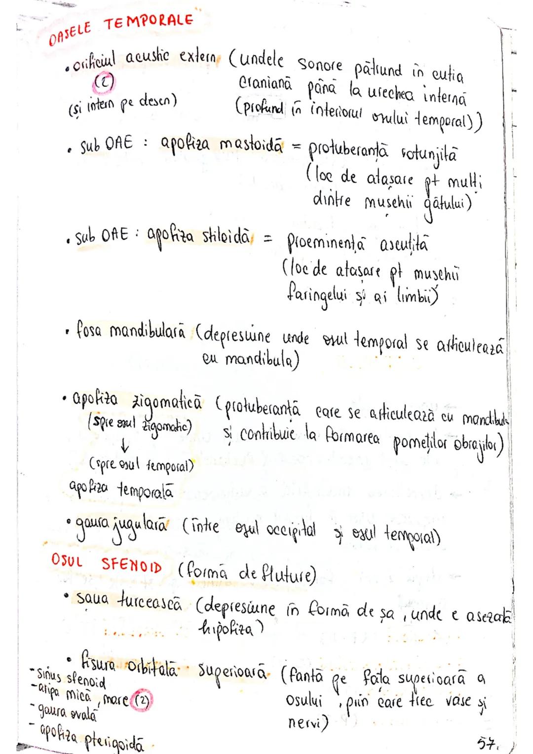 --- OCR Start ---
SISTEMUL OSOS
impulsuri de la SNC → sule de muschi scheletici
oasele scheletului
SCHELET AXIAL
= axul central al corpului
