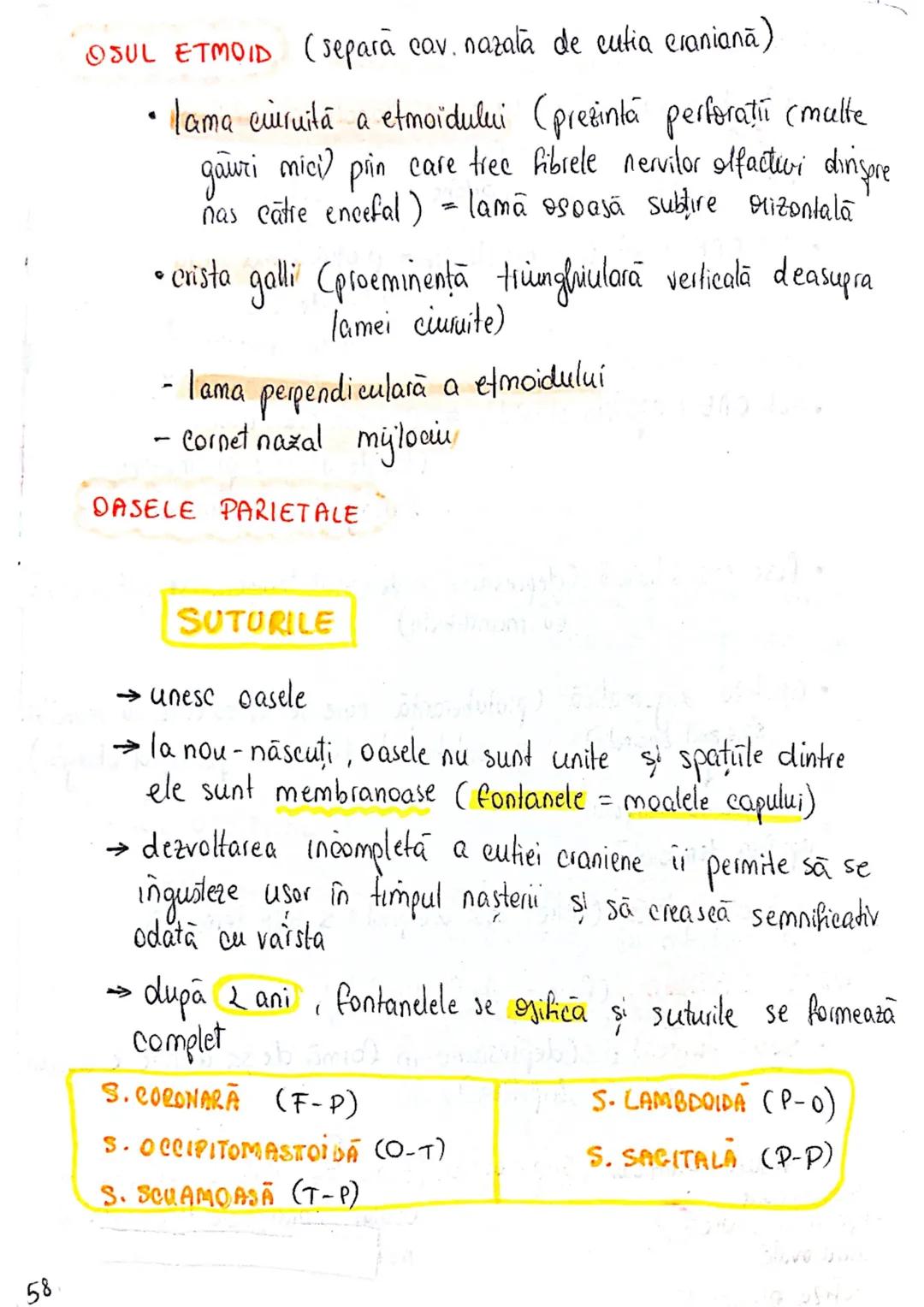 --- OCR Start ---
SISTEMUL OSOS
impulsuri de la SNC → sule de muschi scheletici
oasele scheletului
SCHELET AXIAL
= axul central al corpului