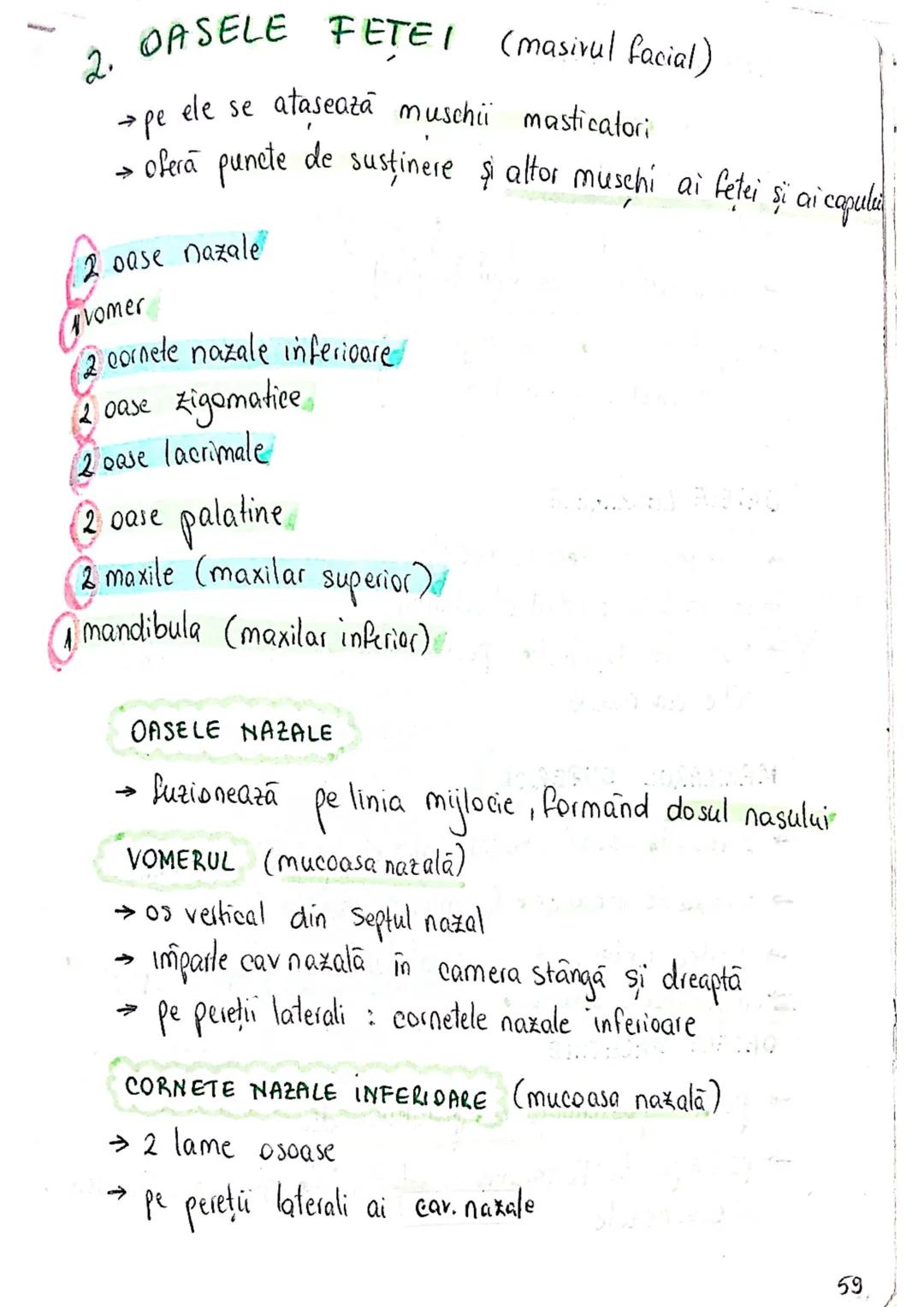 --- OCR Start ---
SISTEMUL OSOS
impulsuri de la SNC → sule de muschi scheletici
oasele scheletului
SCHELET AXIAL
= axul central al corpului