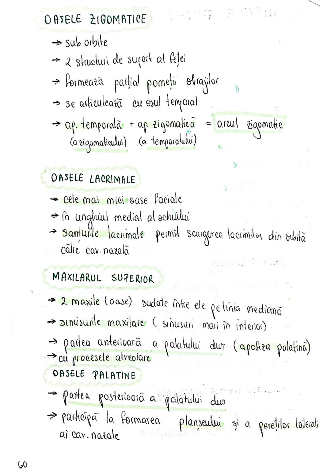--- OCR Start ---
SISTEMUL OSOS
impulsuri de la SNC → sule de muschi scheletici
oasele scheletului
SCHELET AXIAL
= axul central al corpului