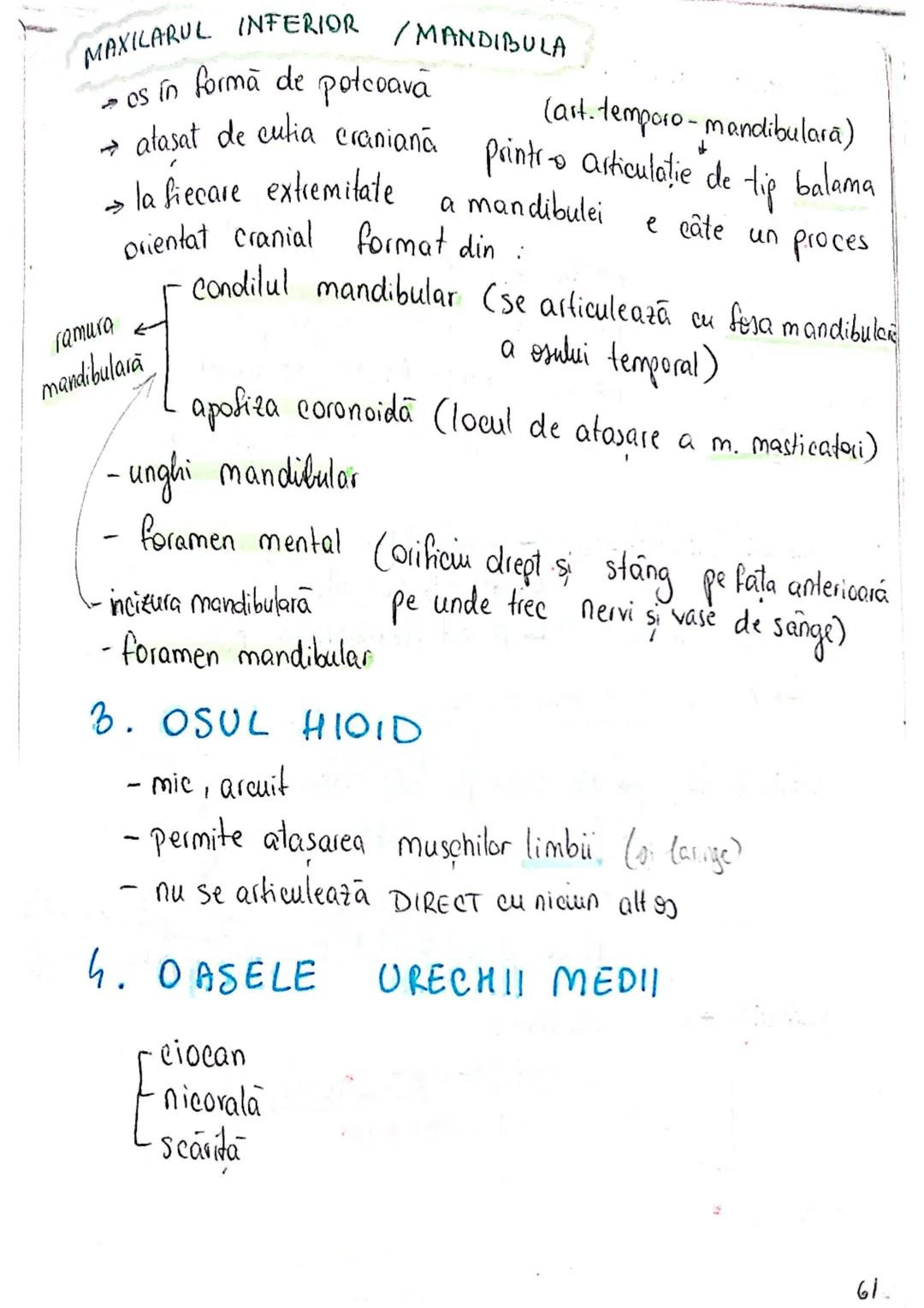 --- OCR Start ---
SISTEMUL OSOS
impulsuri de la SNC → sule de muschi scheletici
oasele scheletului
SCHELET AXIAL
= axul central al corpului