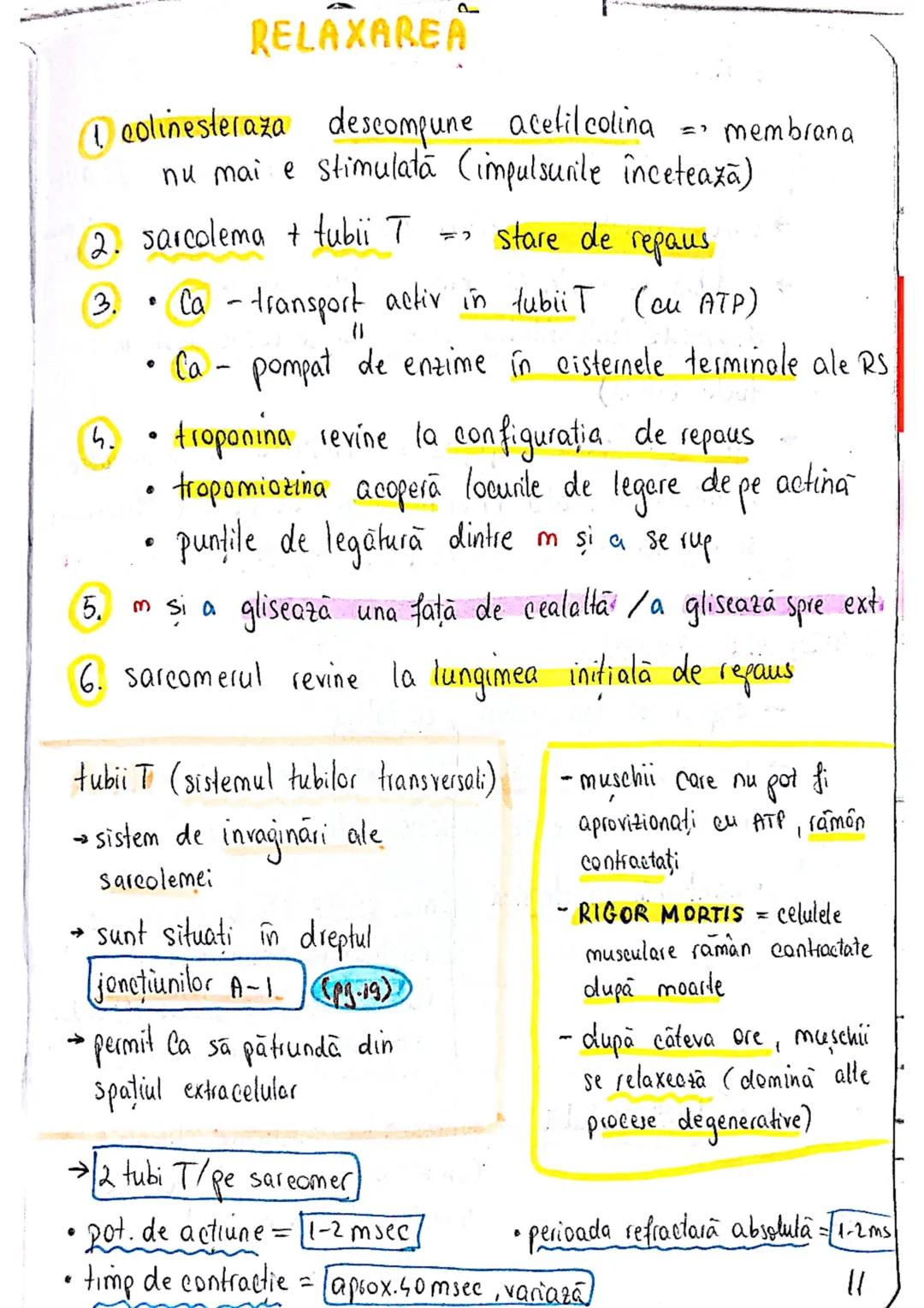 # TESUTUL MUSCULAR
→ se contracta
→ efectuează lucru mecanic
Celula = fibra musculară → zeci / sute de celule fuzionate
(unitatea struct