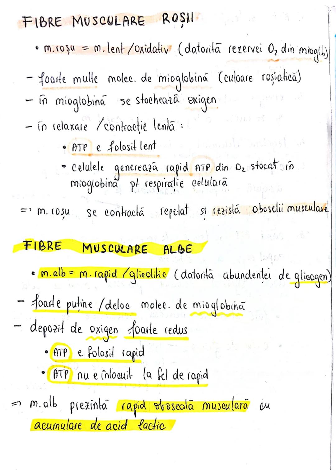 # TESUTUL MUSCULAR
→ se contracta
→ efectuează lucru mecanic
Celula = fibra musculară → zeci / sute de celule fuzionate
(unitatea struct