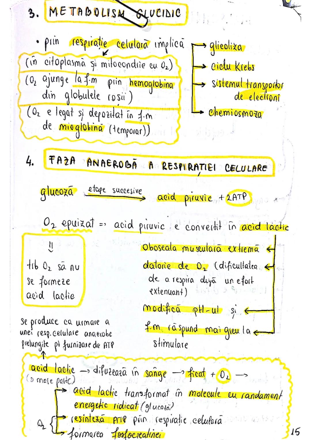 # TESUTUL MUSCULAR
→ se contracta
→ efectuează lucru mecanic
Celula = fibra musculară → zeci / sute de celule fuzionate
(unitatea struct