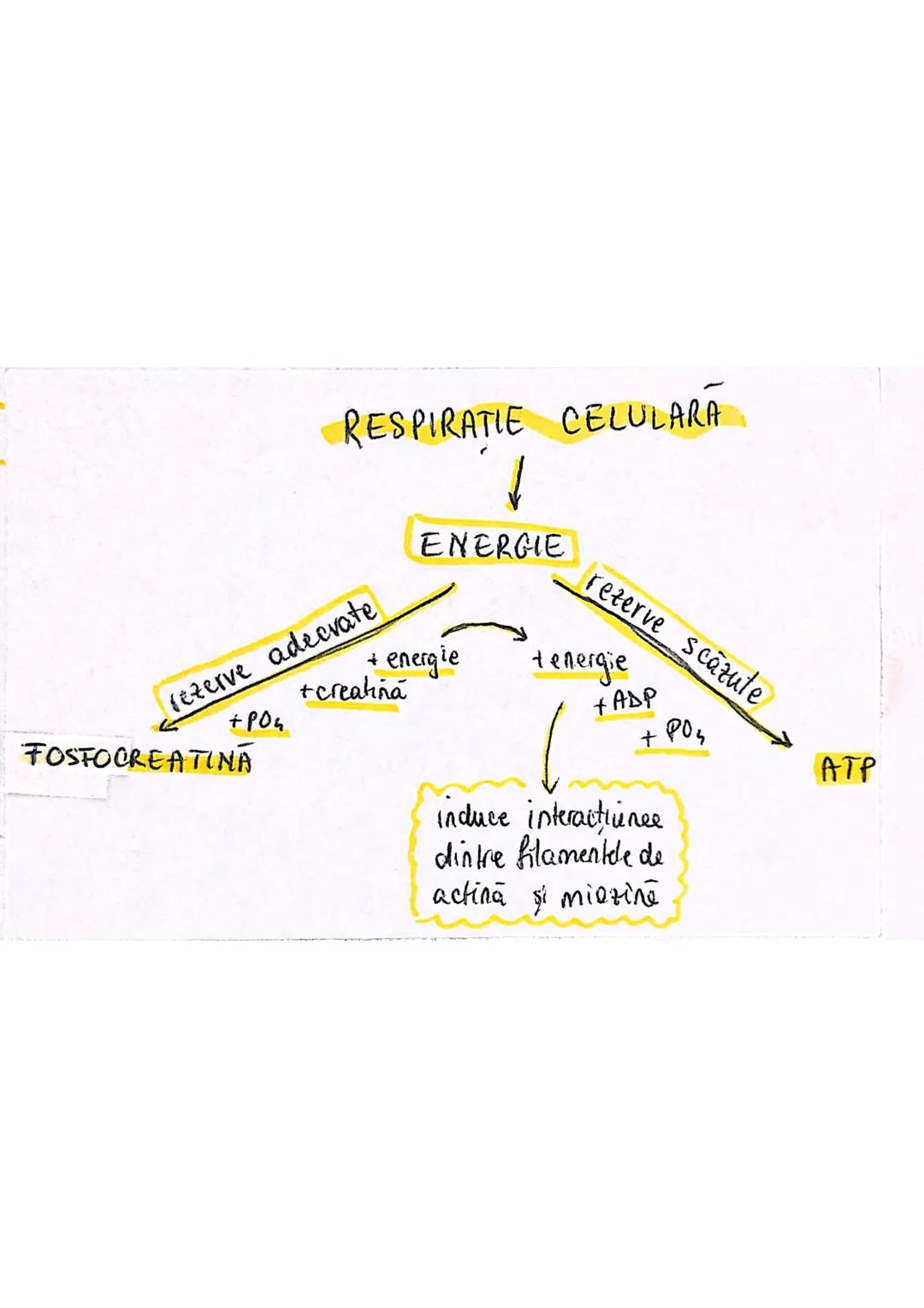 # TESUTUL MUSCULAR
→ se contracta
→ efectuează lucru mecanic
Celula = fibra musculară → zeci / sute de celule fuzionate
(unitatea struct